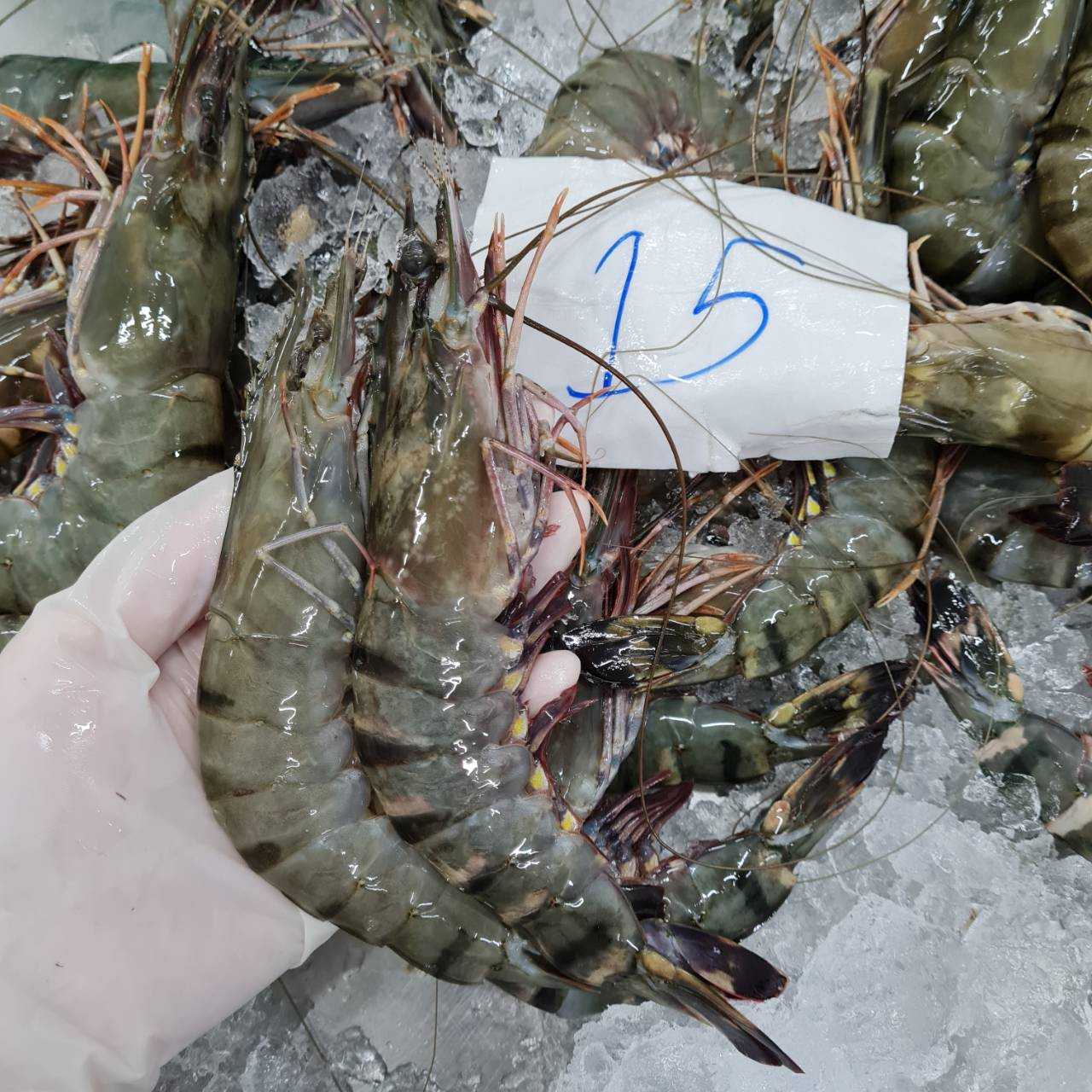 กุ้งลายเสือ10-20ตัว500กรัม(แพ็ค)L