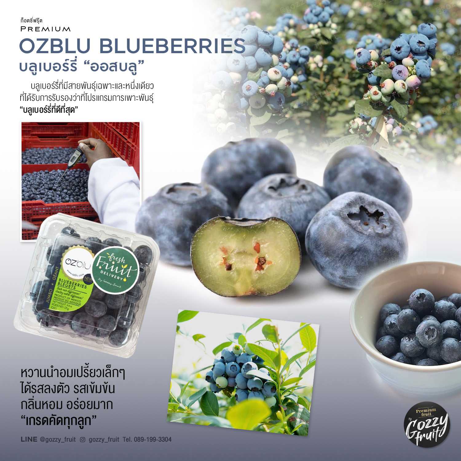 บลูเบอร์รี่ Ozblu จัมโบ้