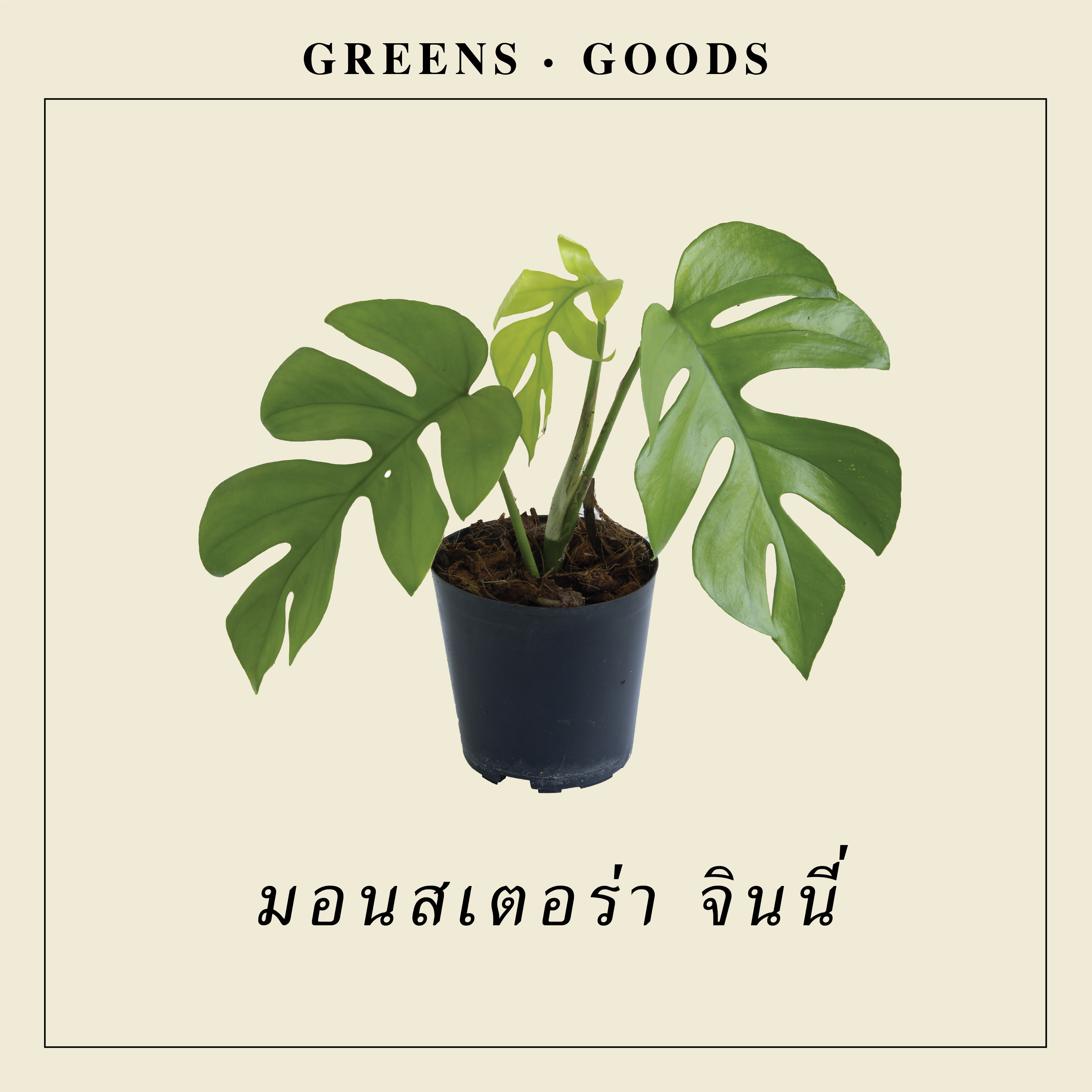 มอนสเตอร่า จินนี่ MONSTERA GINNY