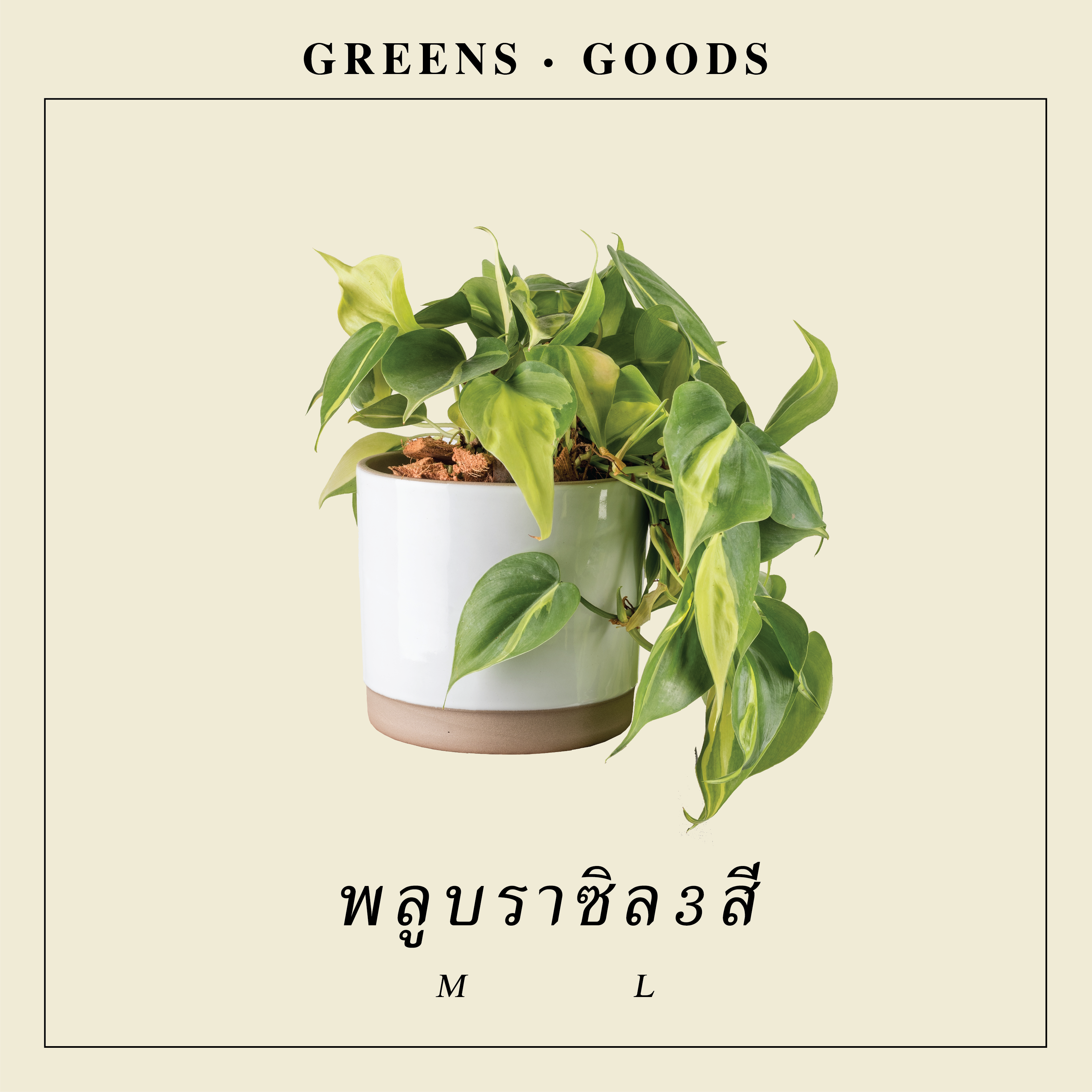 พลูบราซิลสามสี PHILODENDRON CREAM SPASH (L)