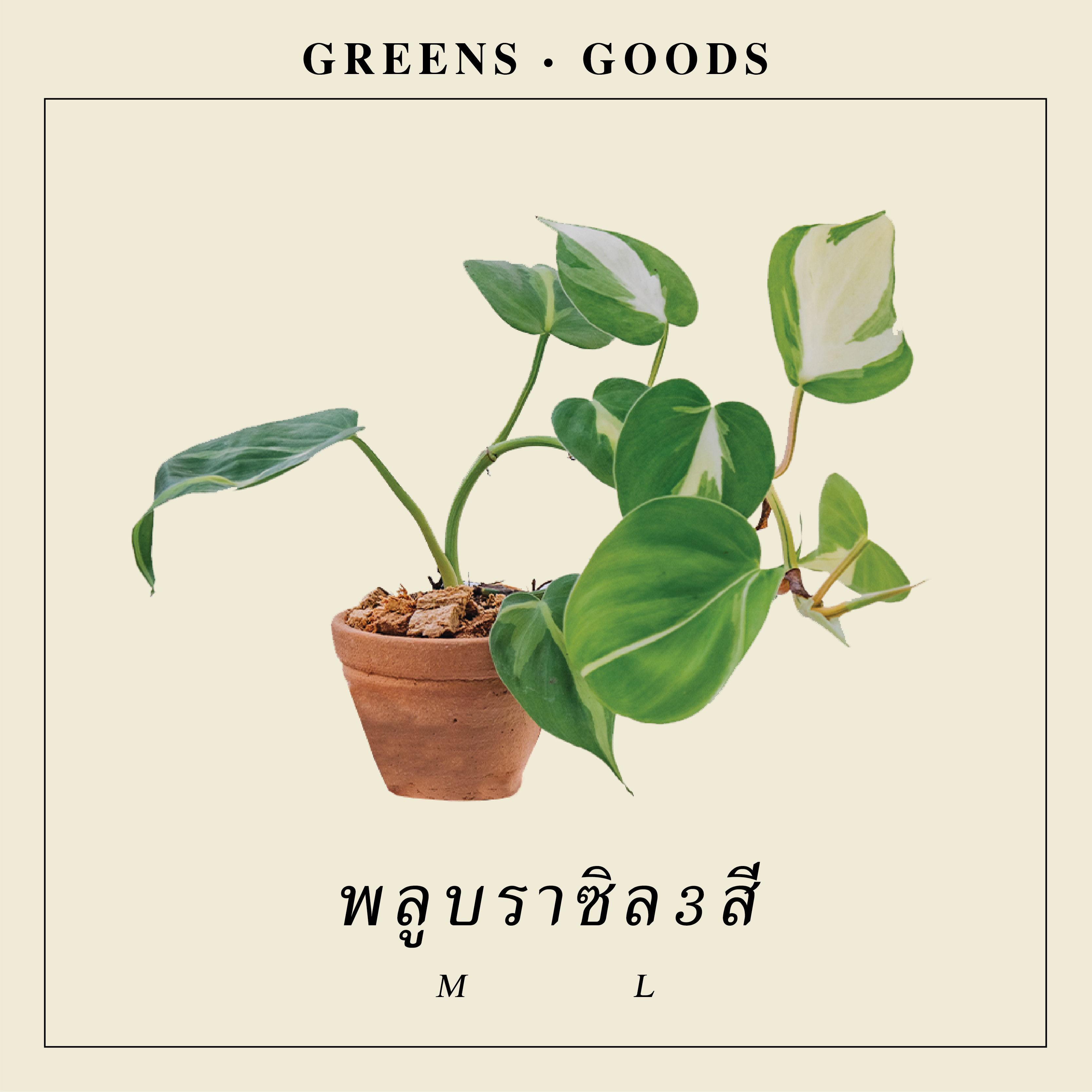 พลูบราซิลสามสี PHILODENDRON CREAM SPASH (M)