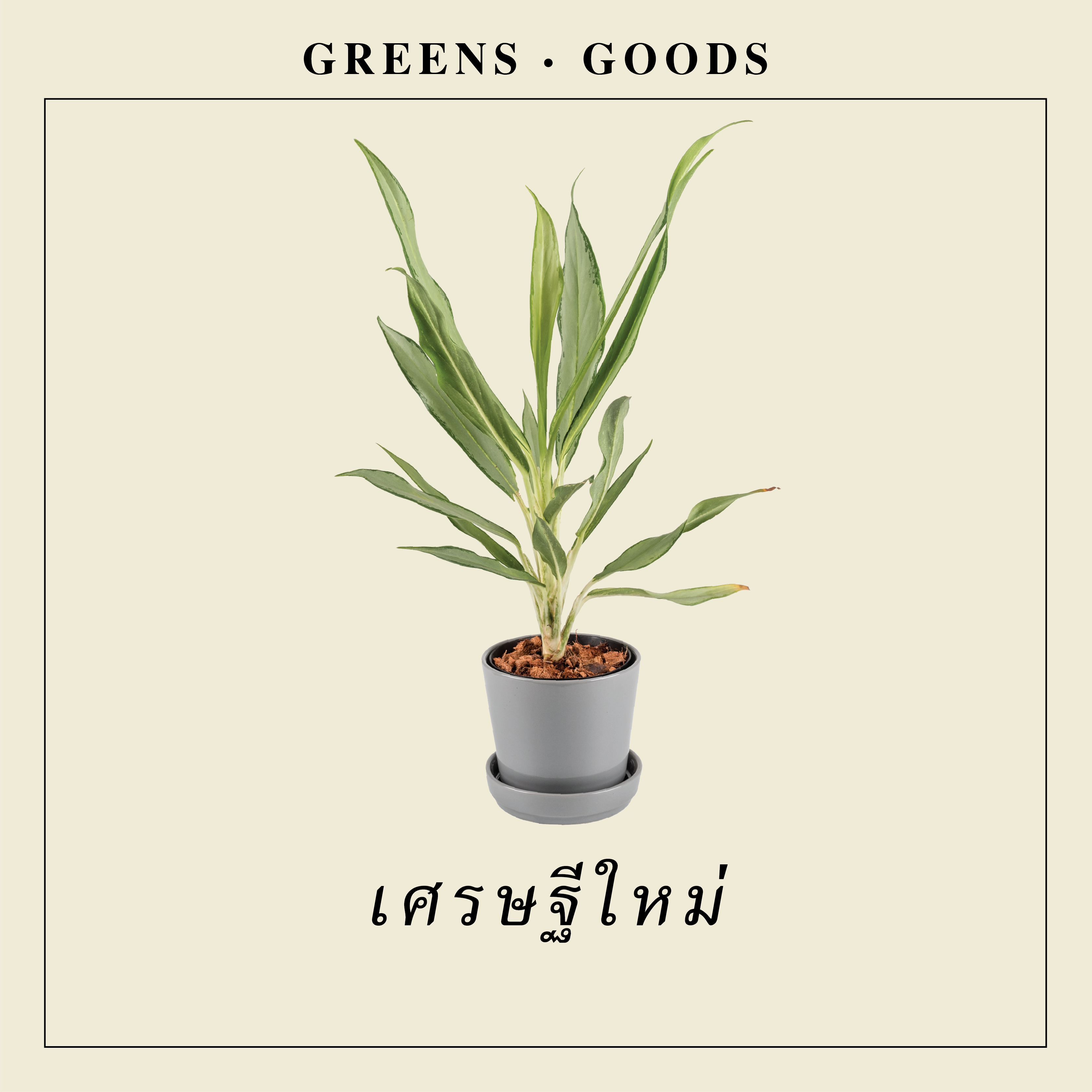 เศรษฐีใหม่ CHINESE EVERGREEN