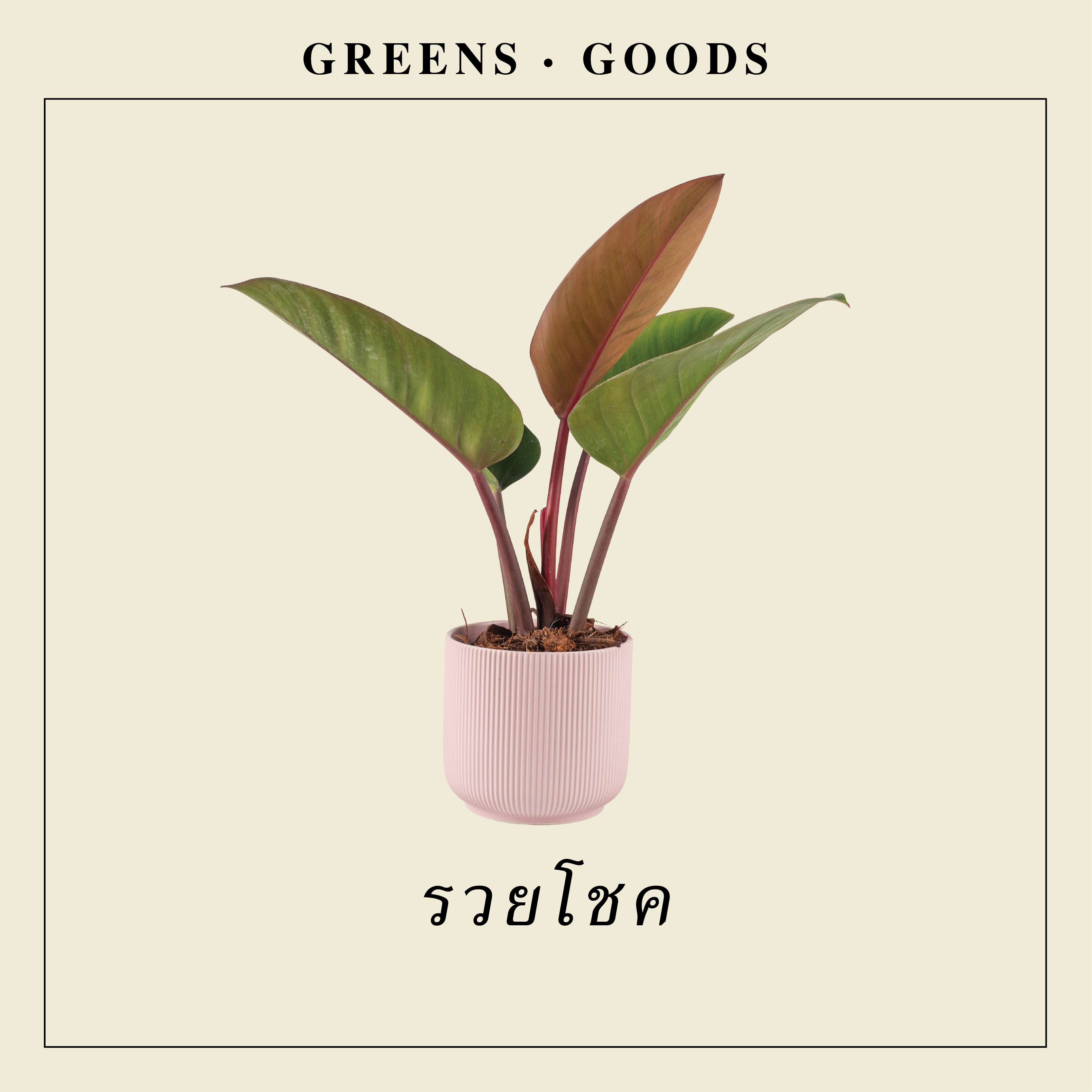 รวยโชค PHILODENDRON