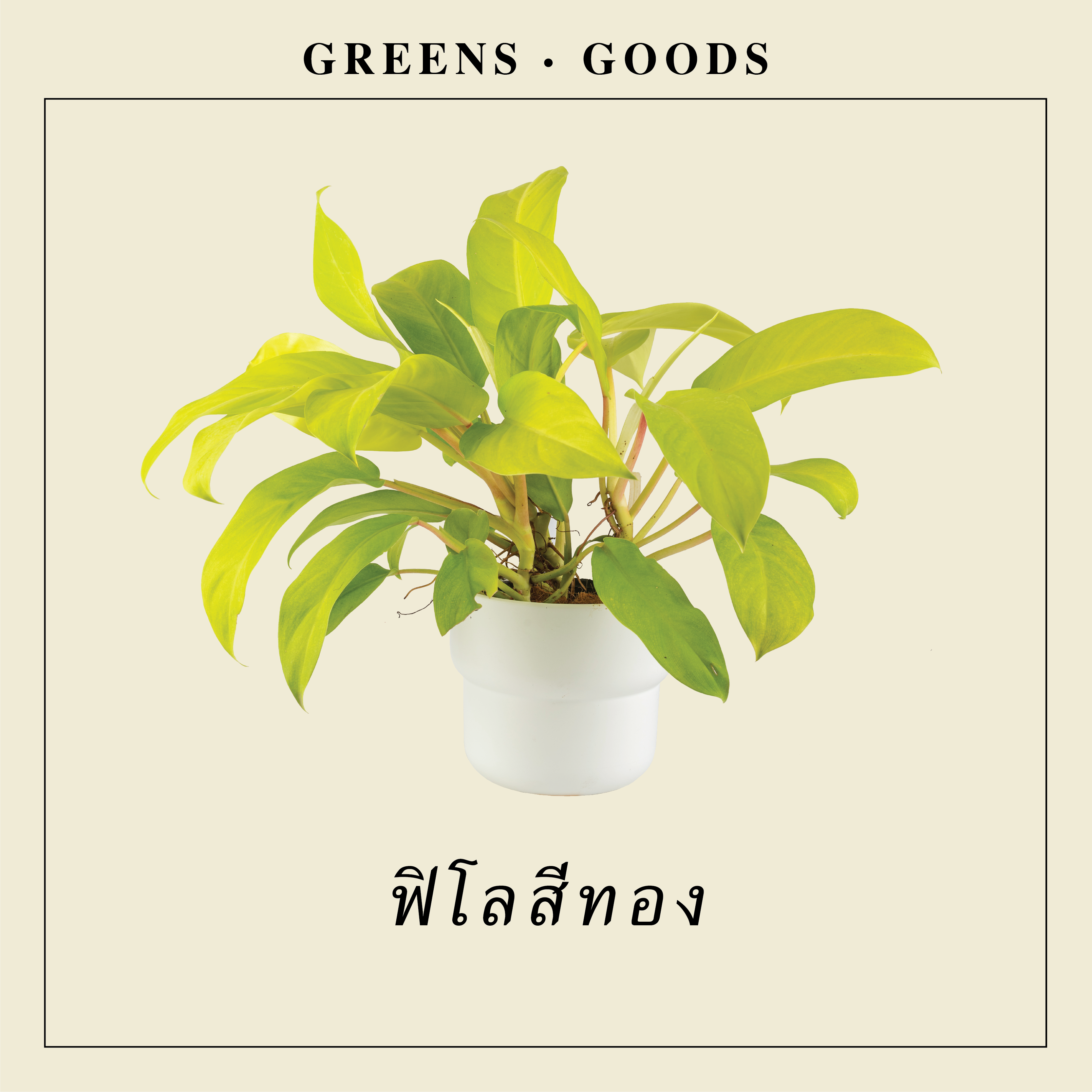 ฟิโลสีทอง MALAY GOLD