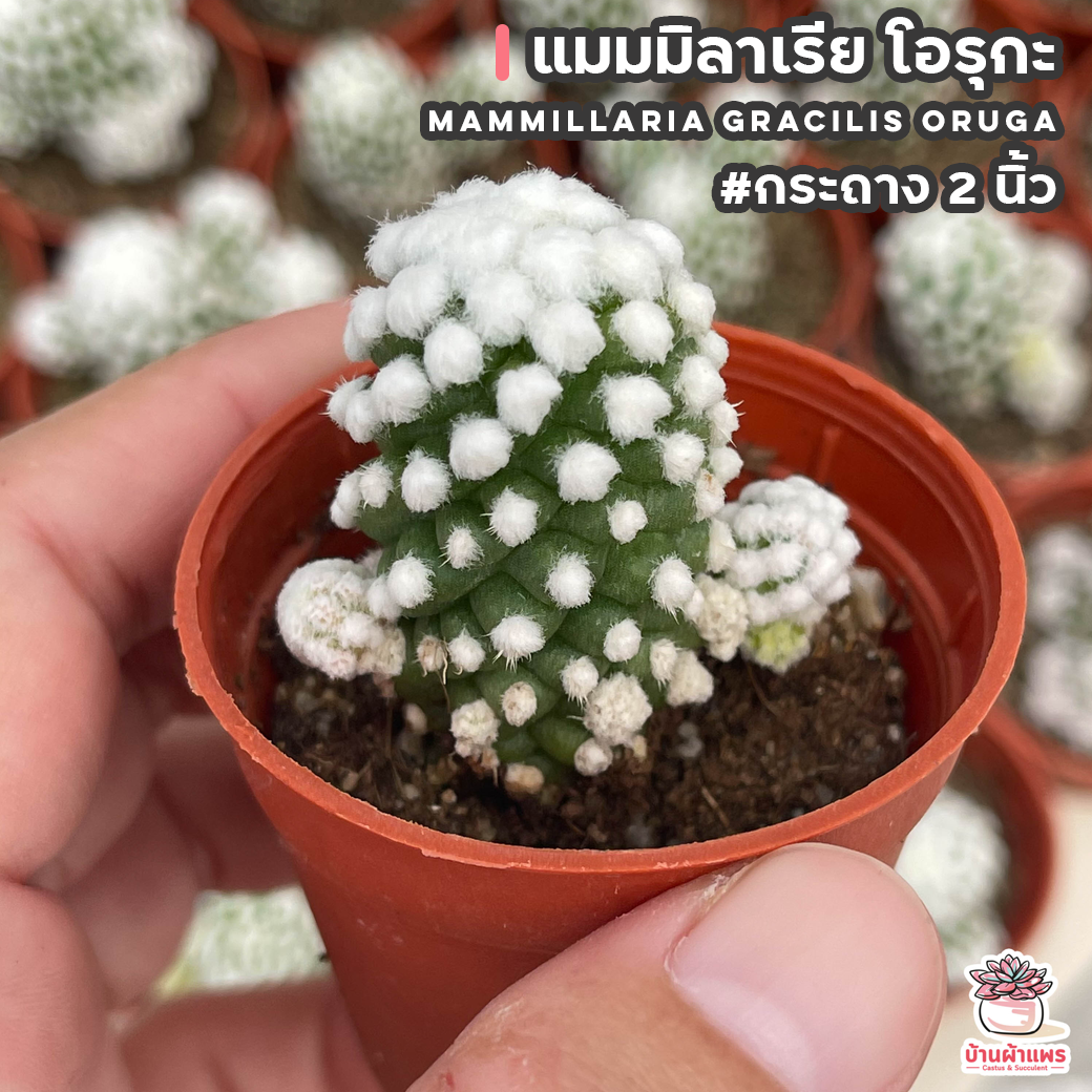 แมมมิลาเรีย โอรุกะ Mammillaria Gracilis Oruga แคคตัส กระบองเพชร cactus&succulent กระถาง 2 นิ้ว