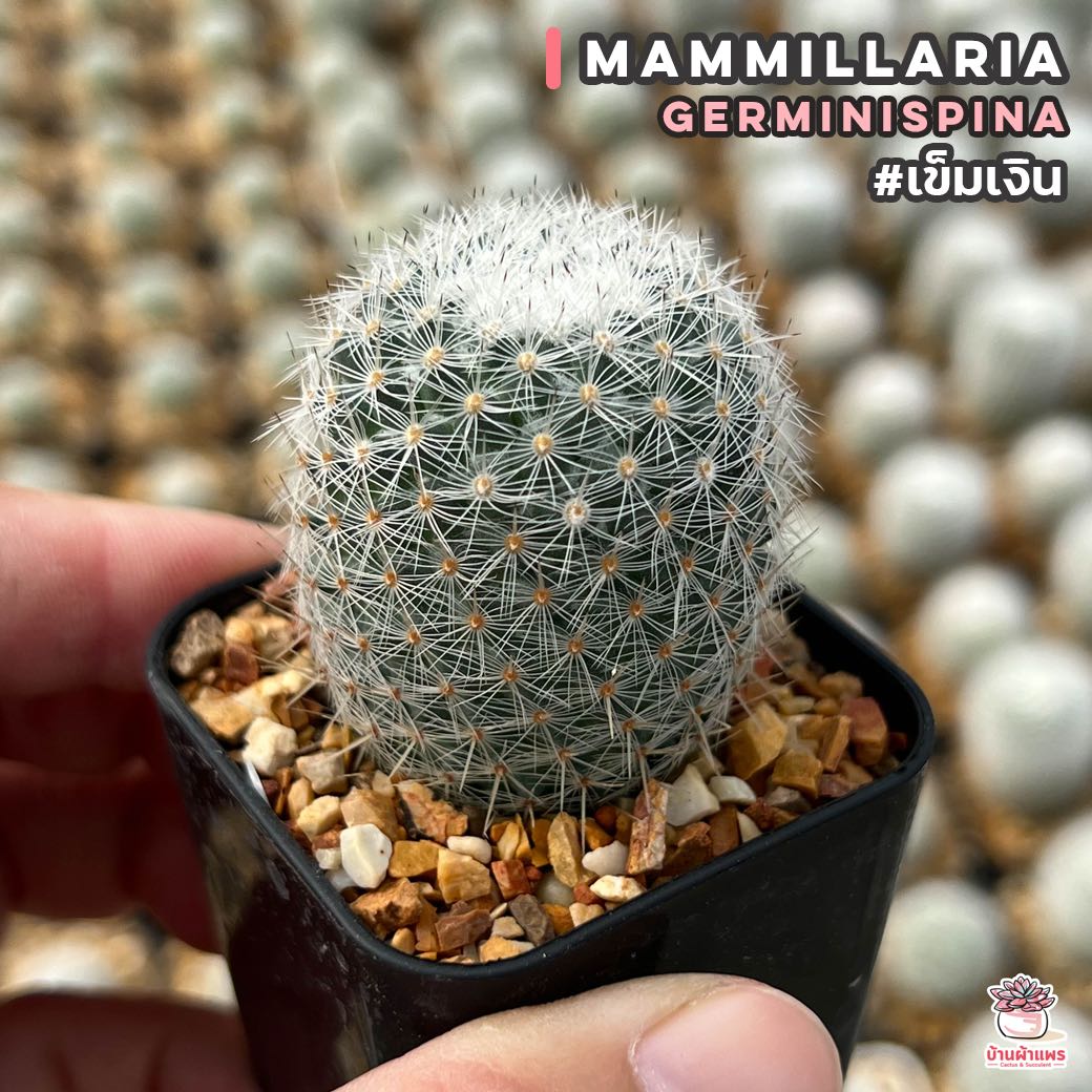 เข็มเงิน Mammillaria germinispina แคคตัส กระบองเพชร cactus&succulent