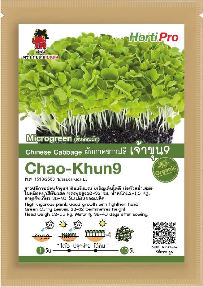 🌱Chinese Cabbage - ต้นอ่อนผักกาดขาวปลี เจ้าขุน9