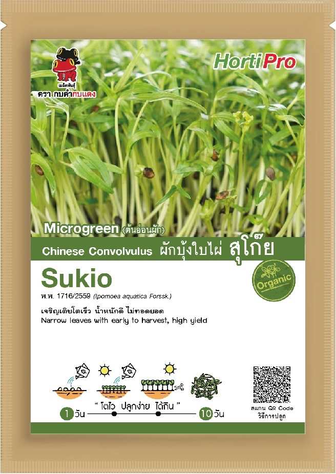 🌱Chinese Convolvulus - ต้นอ่อนผักบุ้ง