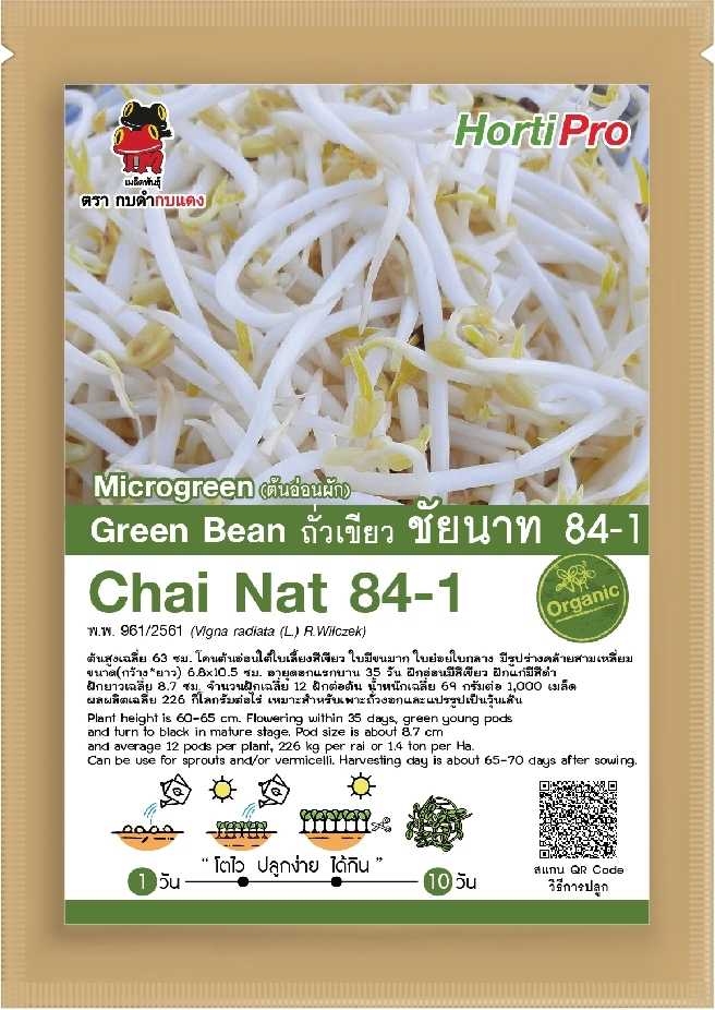 🌱Green Bean - ต้นอ่อนถั่วเขียว