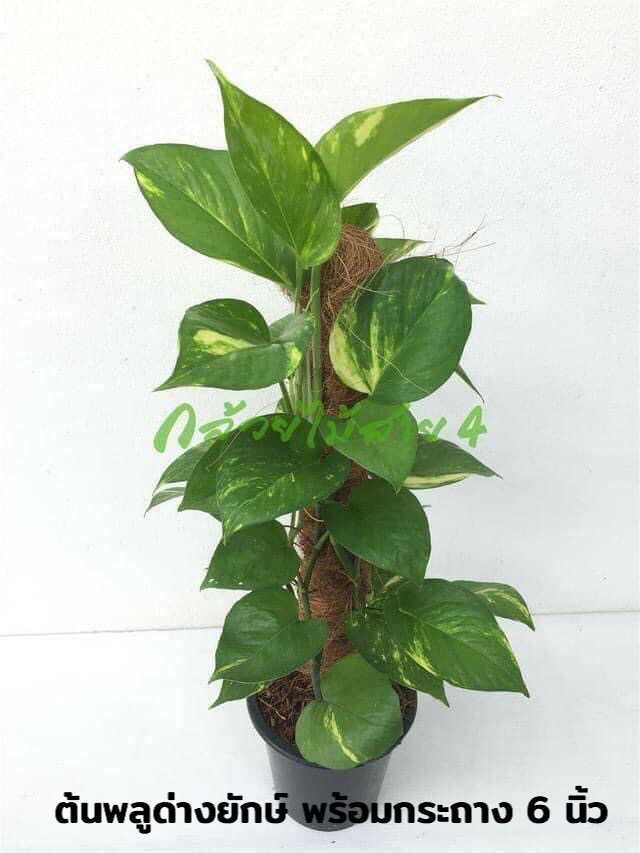 ต้นพลูด่างยักษ์ กระถาง 6 นิ้ว (Epipremnum aureum) ไม้ฟอกอากาศ พร้อมเสาใยมะพร้าว ความสูง 55 ซม.