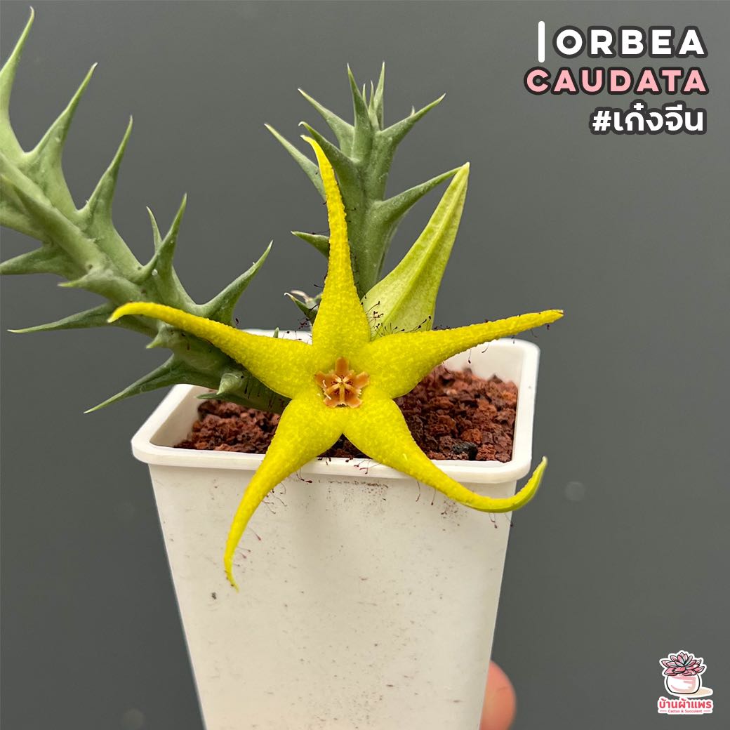 เก๋งจีน Orbea Caudata แคคตัส กระบองเพชร cactus&succulent