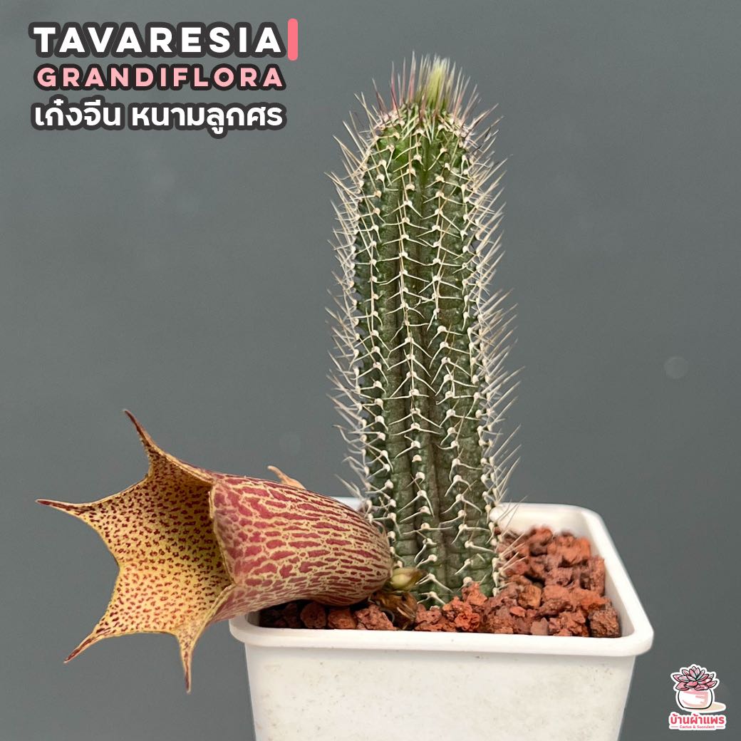 เก๋งจีน หนามลูกศร Tavaresia grandiflora แคคตัส กระบองเพชร cactus&succulent