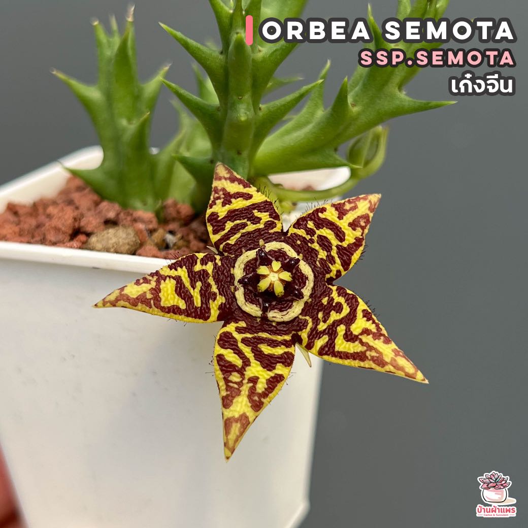 เก๋งจีน Orbea semota ssp.semota แคคตัส กระบองเพชร cactus&succulent
