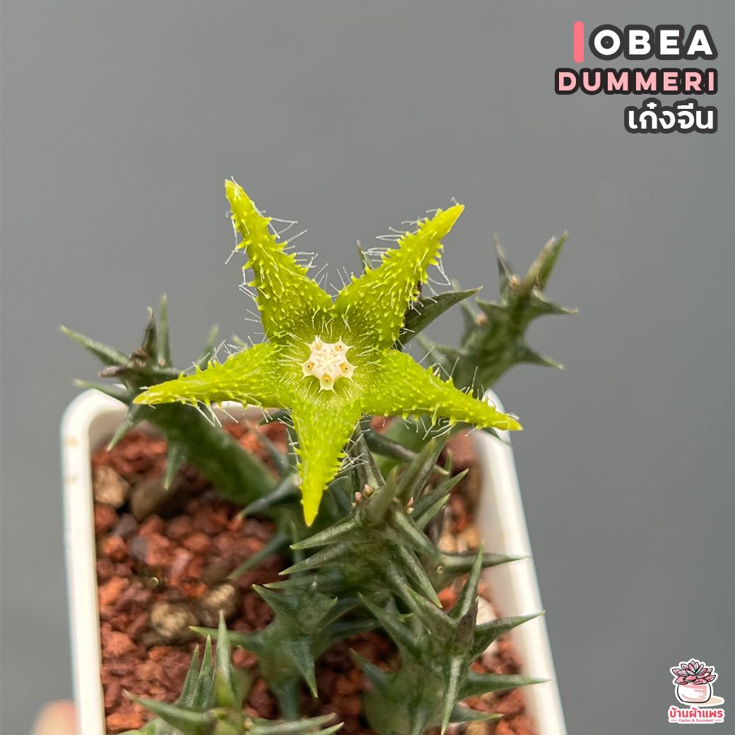เก๋งจีน Obea Dummeri แคคตัส กระบองเพชร cactus&succulent