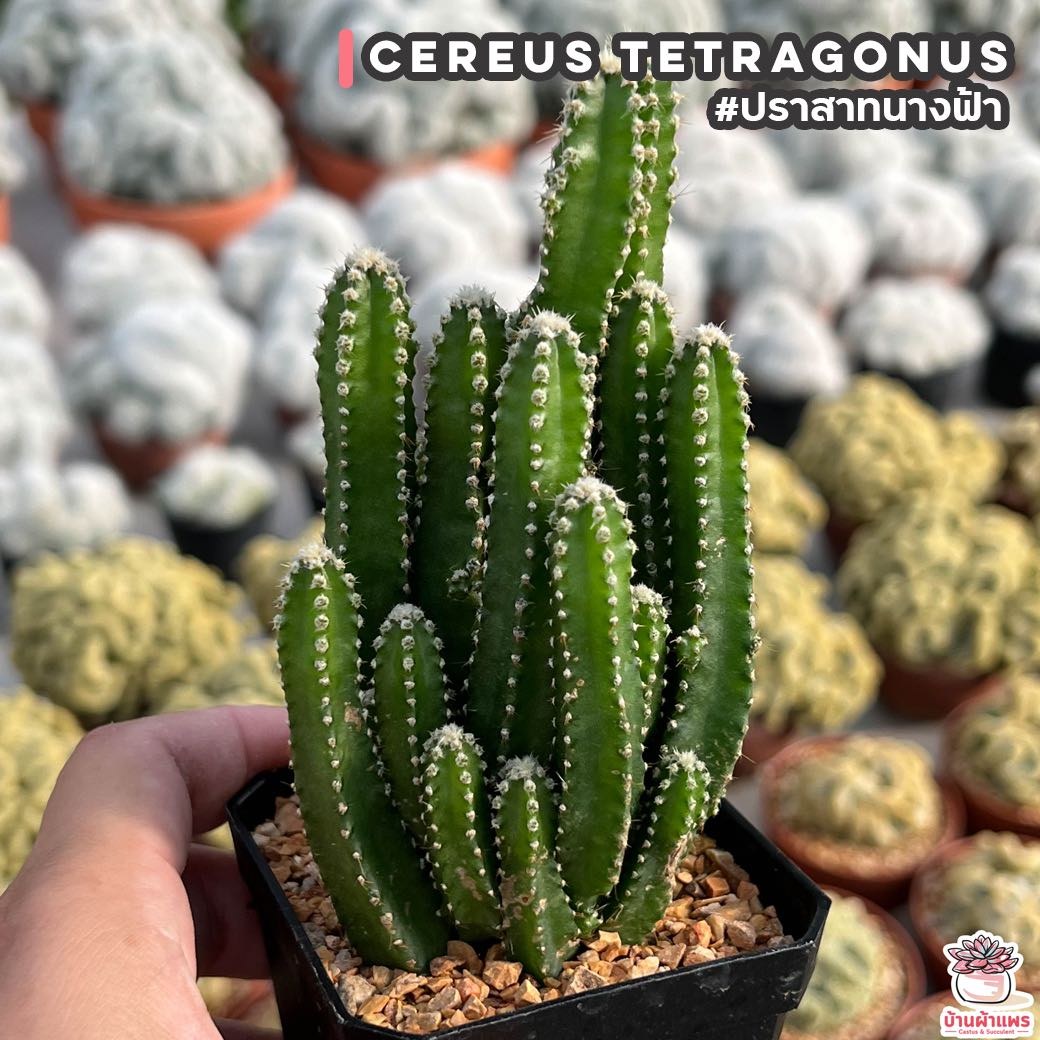 ปราสาทนางฟ้า Cereus Tetragonus แคคตัส กระบองเพชร cactus&succulent