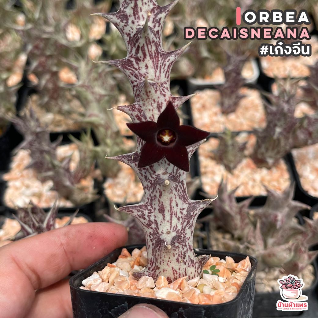 เก๋งจีน Orbea decaisneana แคคตัส กระบองเพชร cactus&succulent