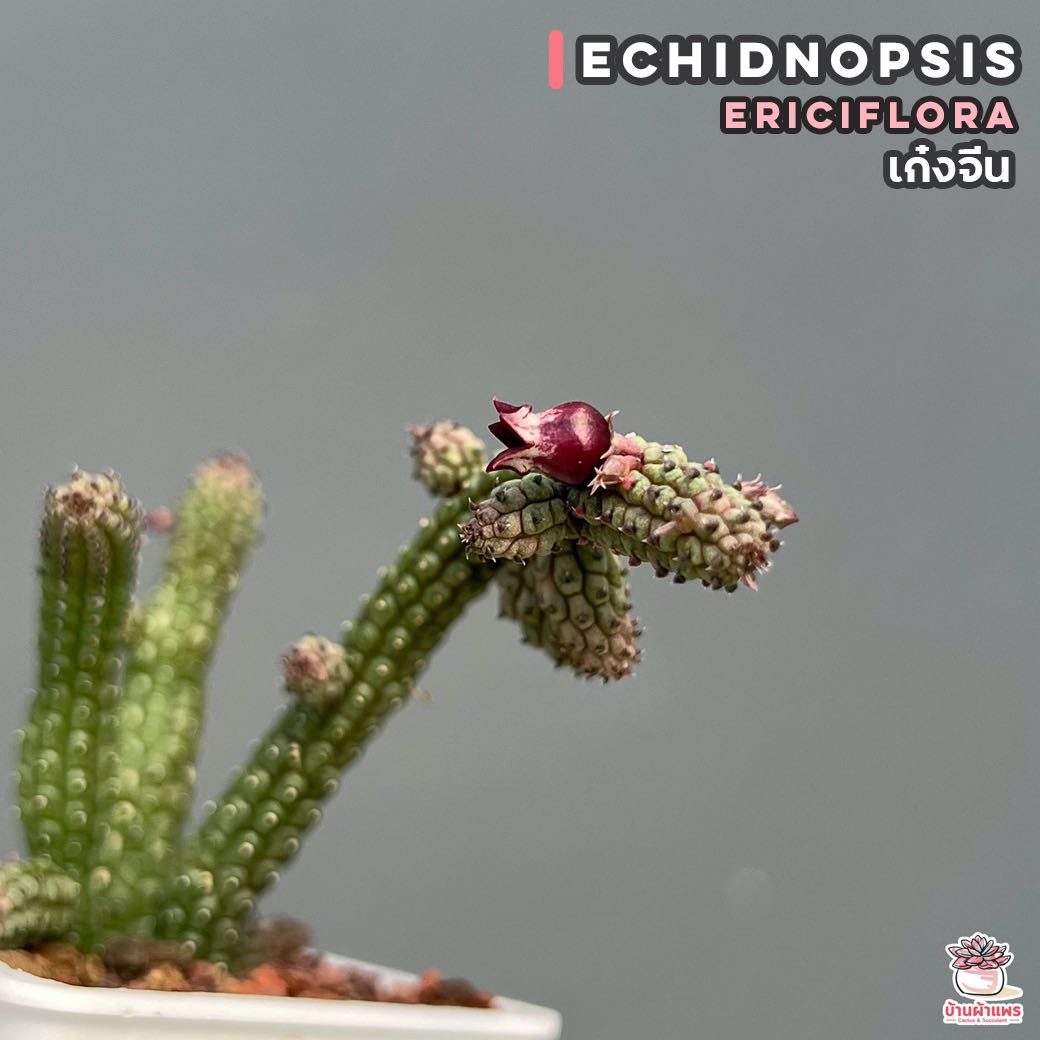 เก๋งจีน Echidnopsis ericiflora แคคตัส กระบองเพชร cactus&succulent