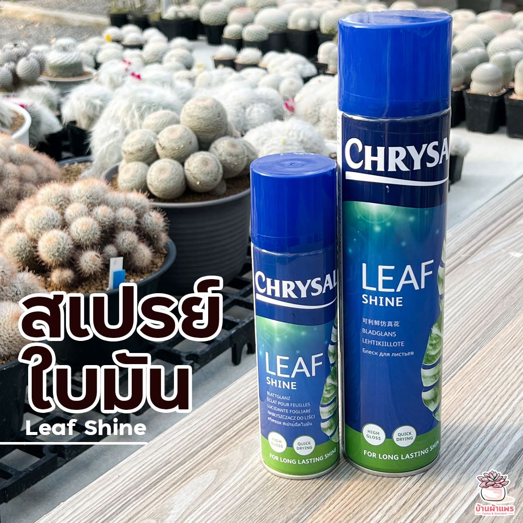 สเปรย์ใบมัน Leaf Shine แคคตัส กระบองเพชร cactus&succulent