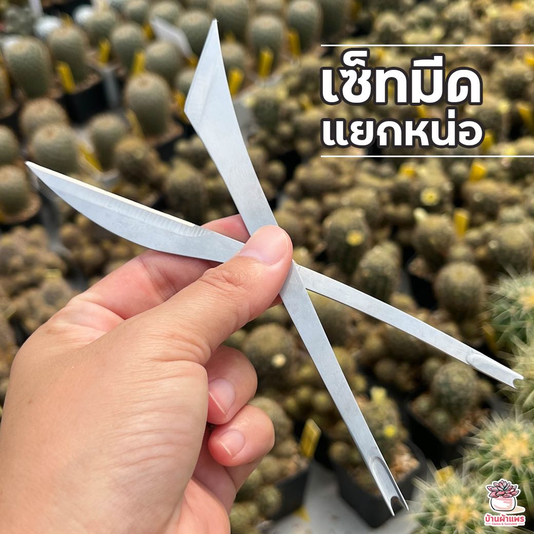 เซ็ทมีดแยกหน่อ มีดตัดแต่ง แคคตัส กระบองเพชร ไม้อวบน้ำ cactus&succulent