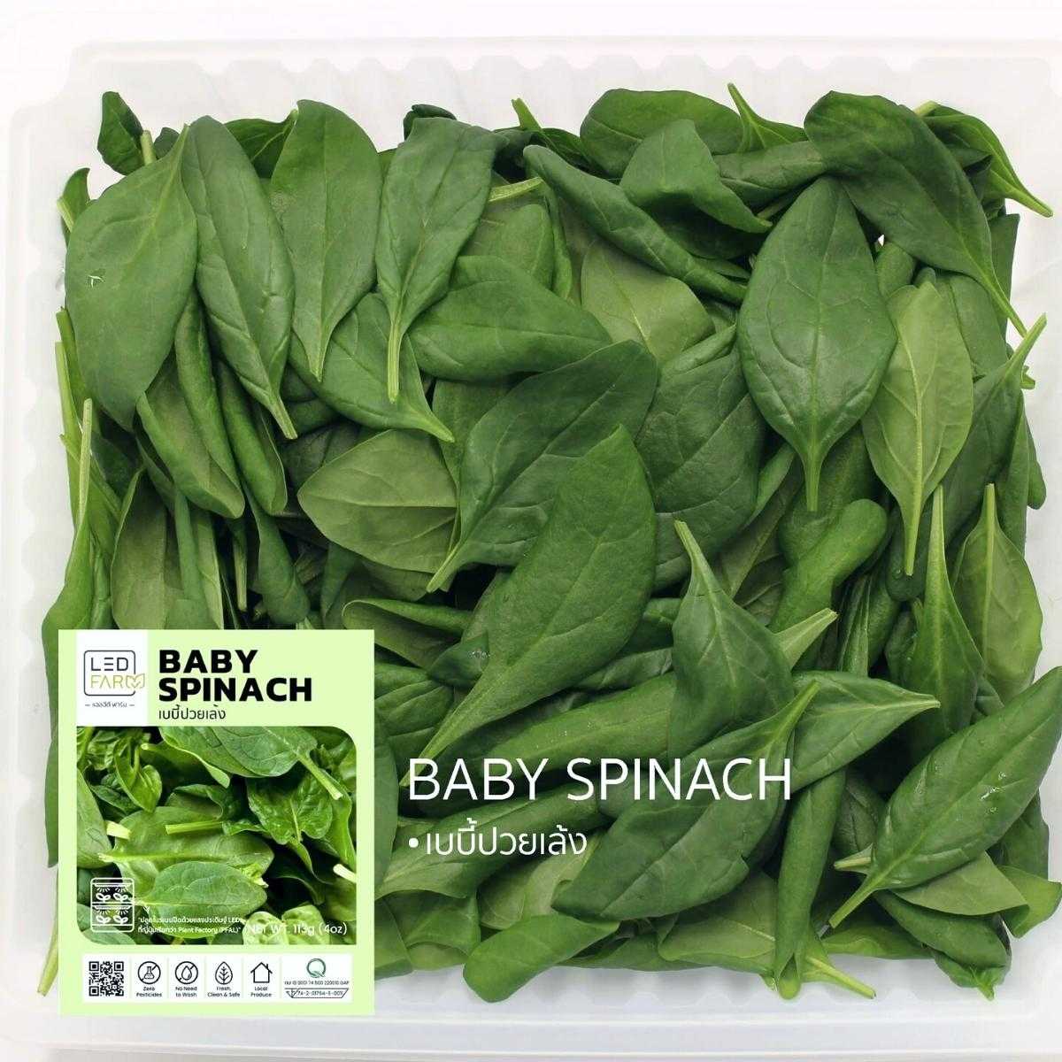 เบบี้ปวยเล้ง Baby Spinach | ผักสด