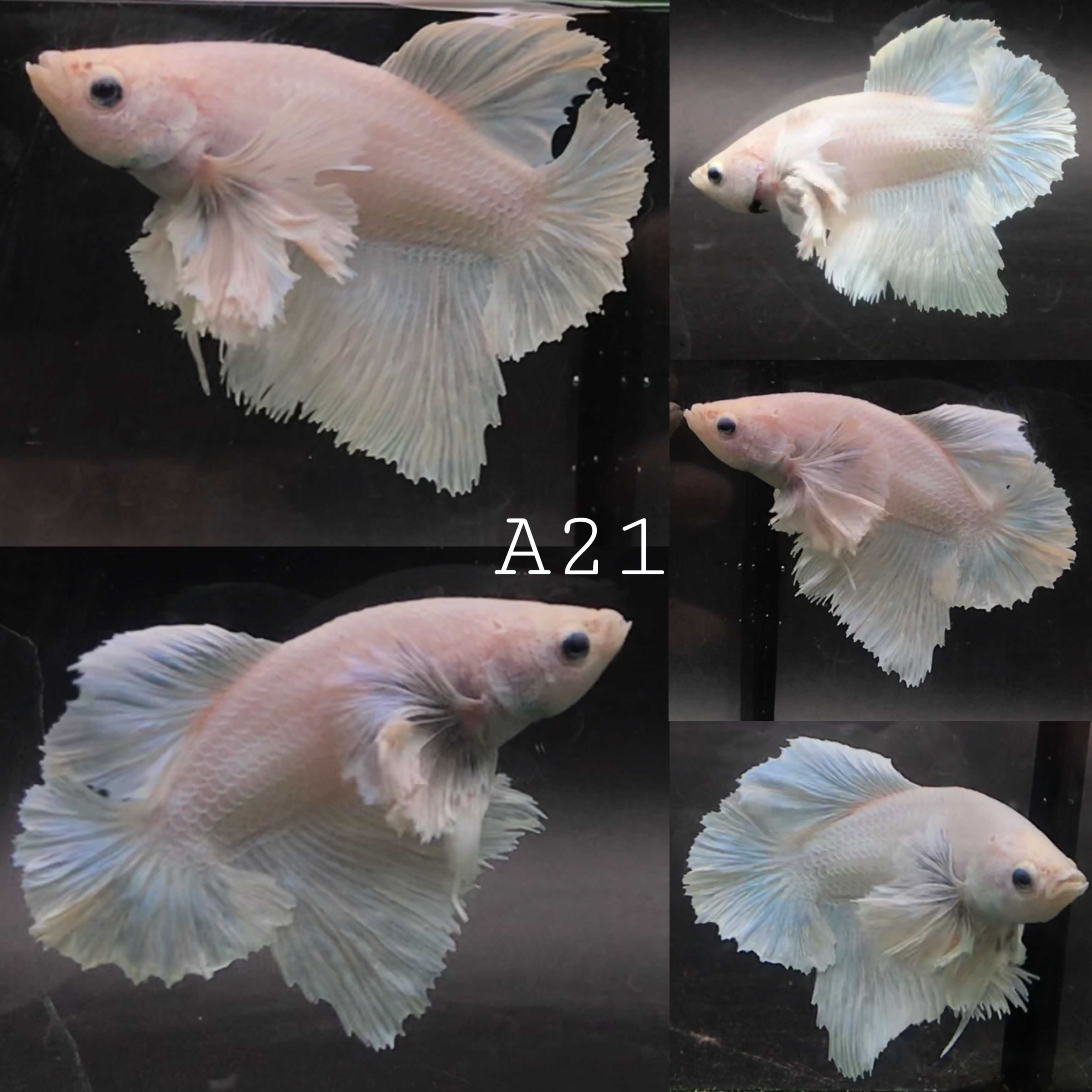 Dumbo HMPK White  - ปลากัดหูช้างหางสั้น สีขาว (A21)