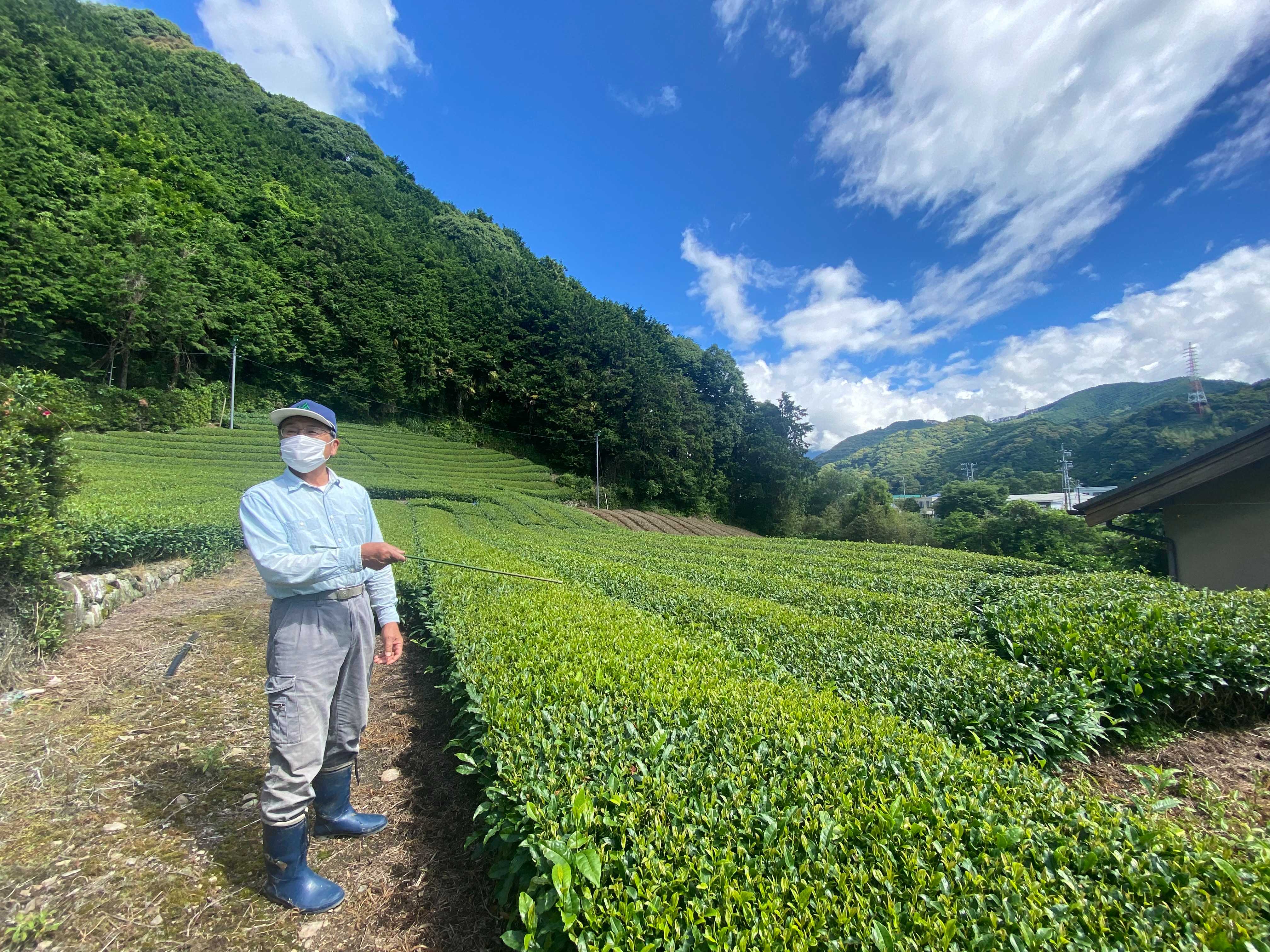 SENCHA: MORI'S OKUMIDORI, Honyama, Shizuoka