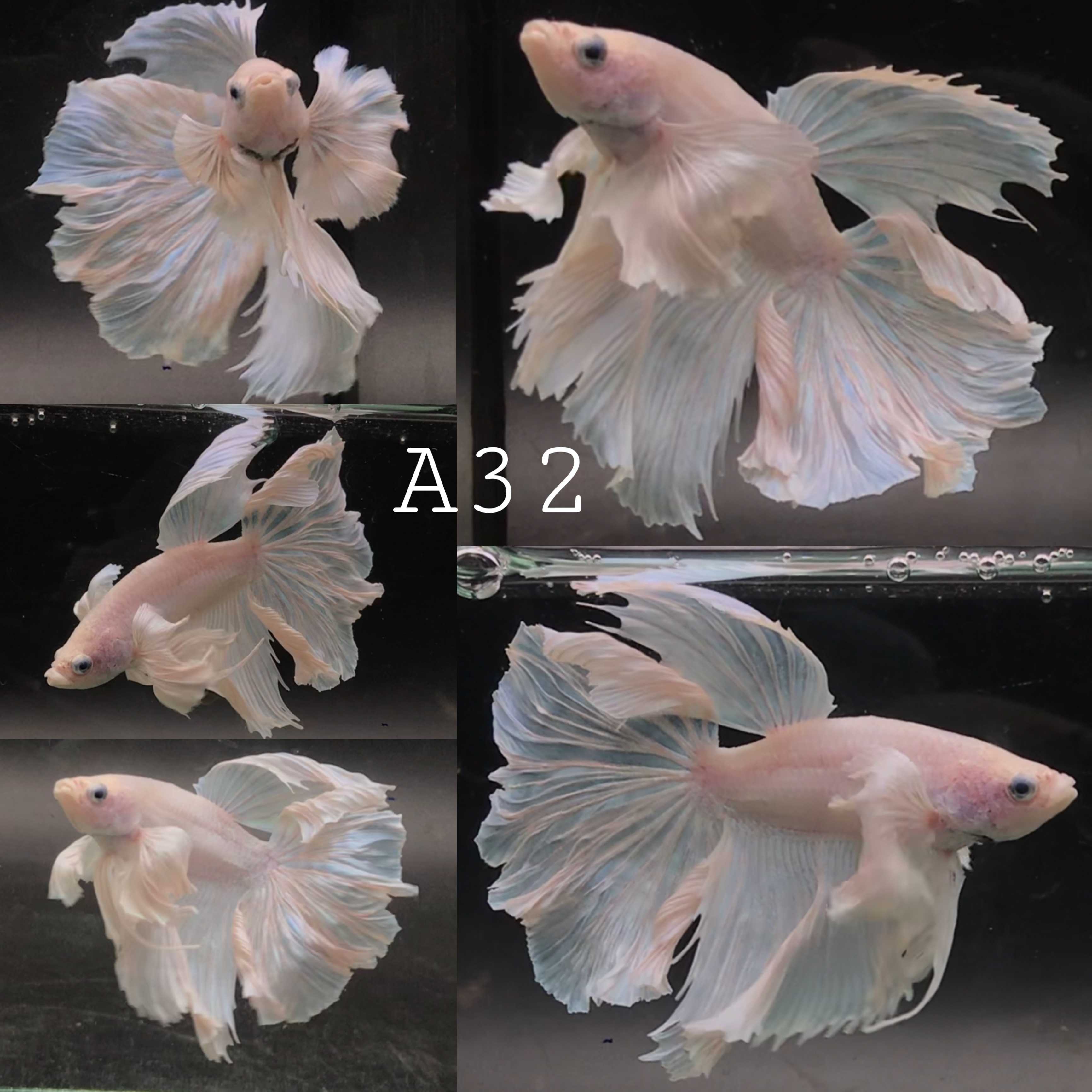 Dumbo HM White Platinum - ปลากัดหูช้างหางยาว สีขาว ไวท์ แพลทินัม (A32)