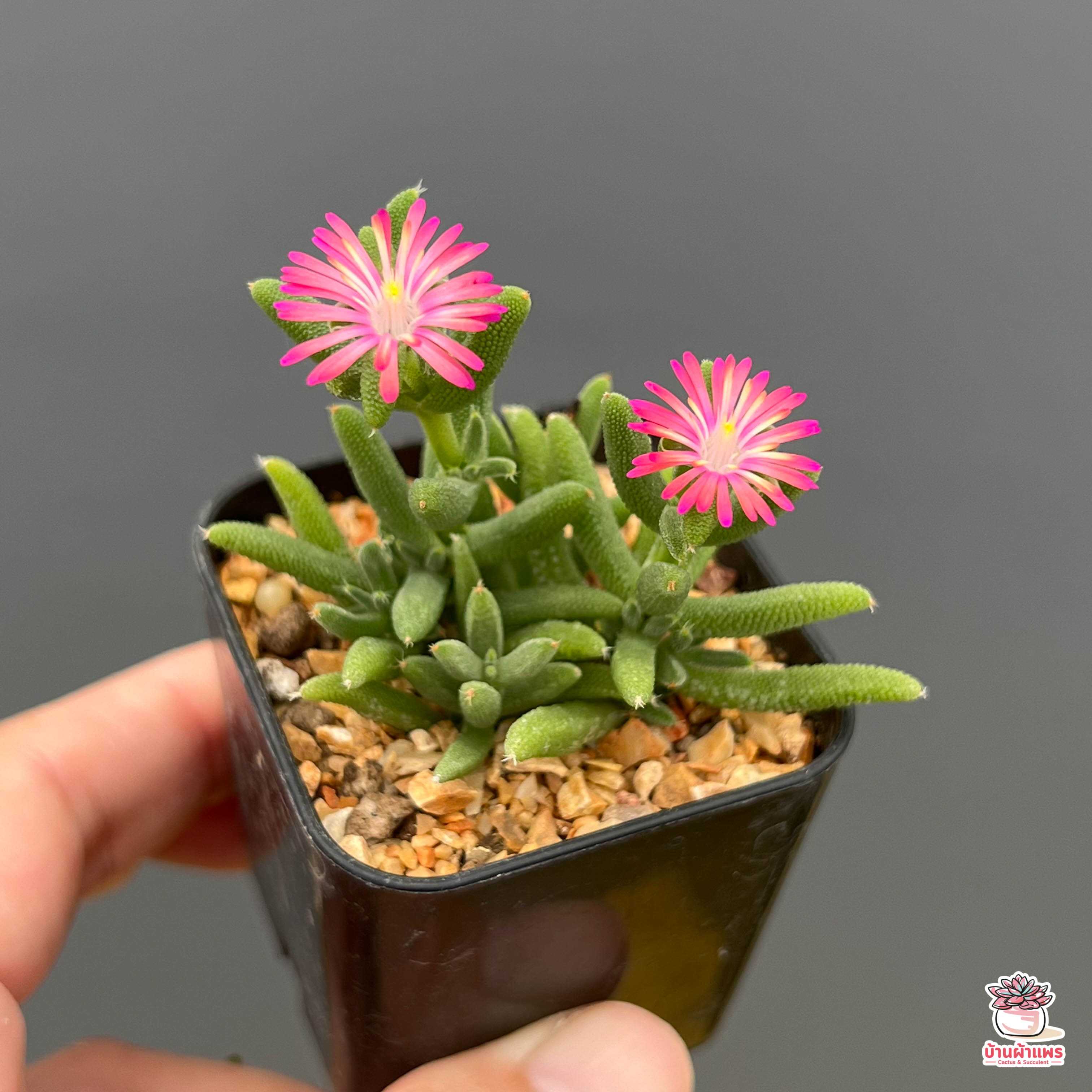 เบบี้อาย Drosanthemum Hispidum ไม้อวบน้ำ กุหลาบหิน แคคตัส กระบองเพชร cactus&succulent