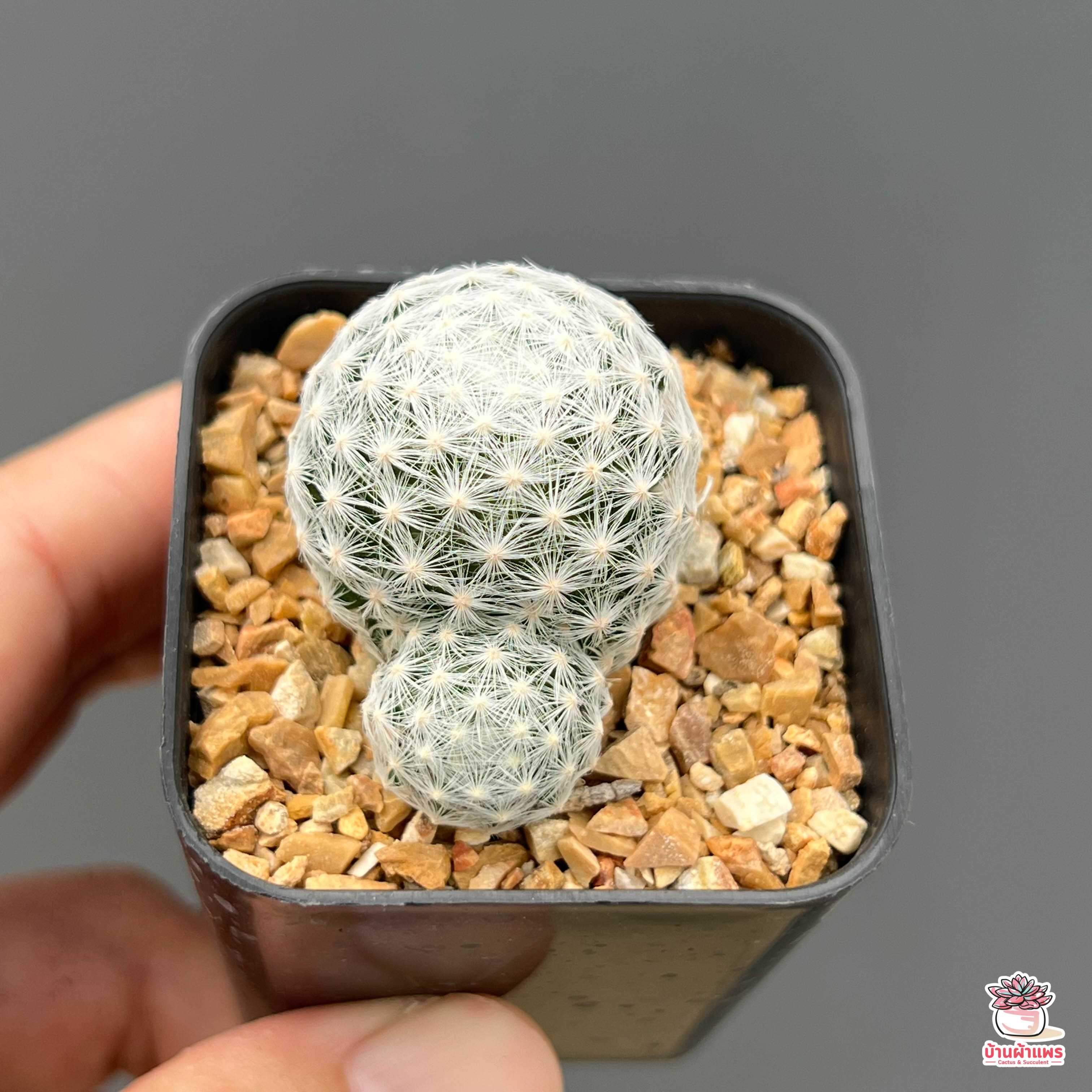 แมมลูกกอล์ฟ #กระถาง 2 นิ้ว Mammillaria Humboldtii แคคตัส กระบองเพชร cactus&succulent