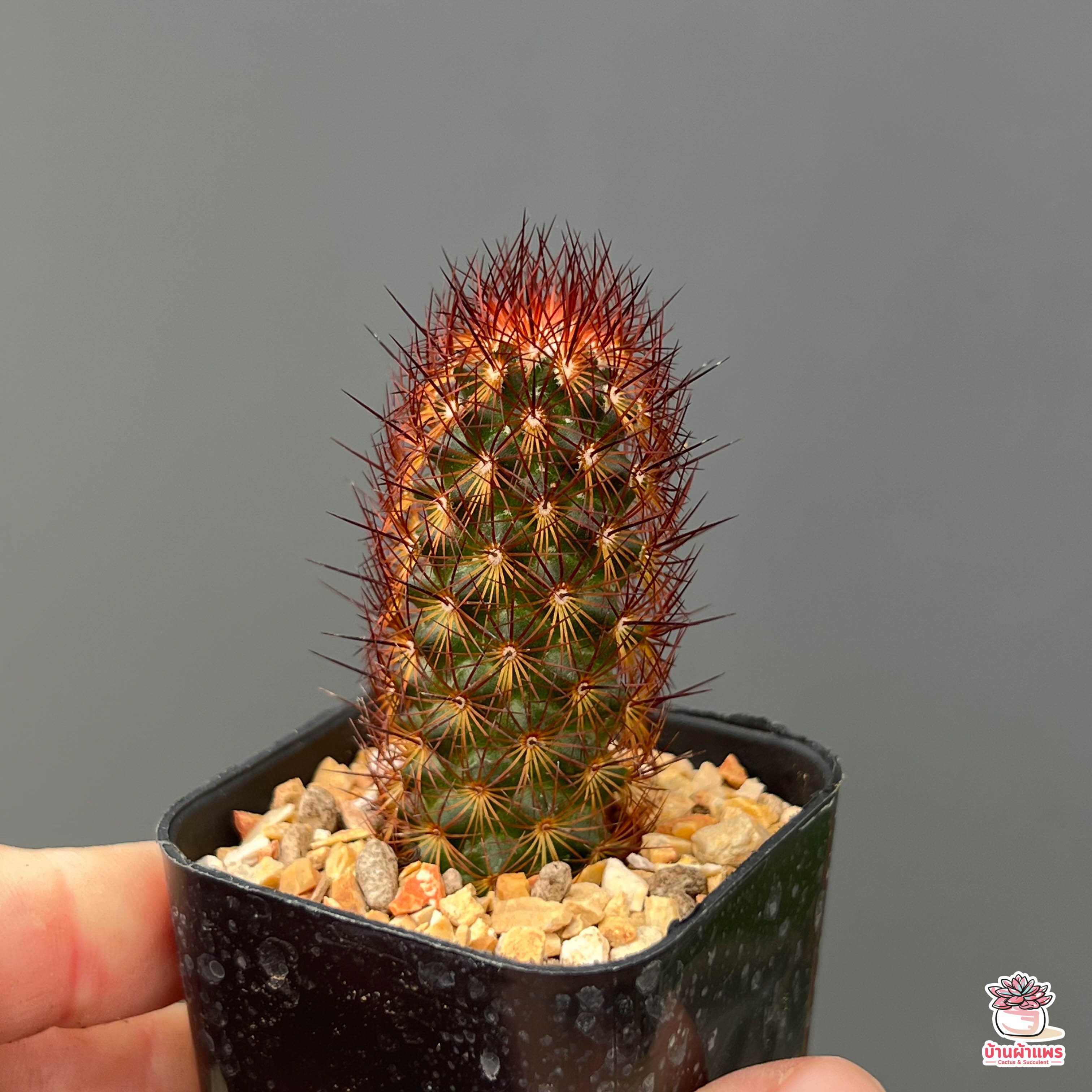 Mammillaria elongata cv. COPPER KING แคคตัส กระบองเพชร cactus&succulent