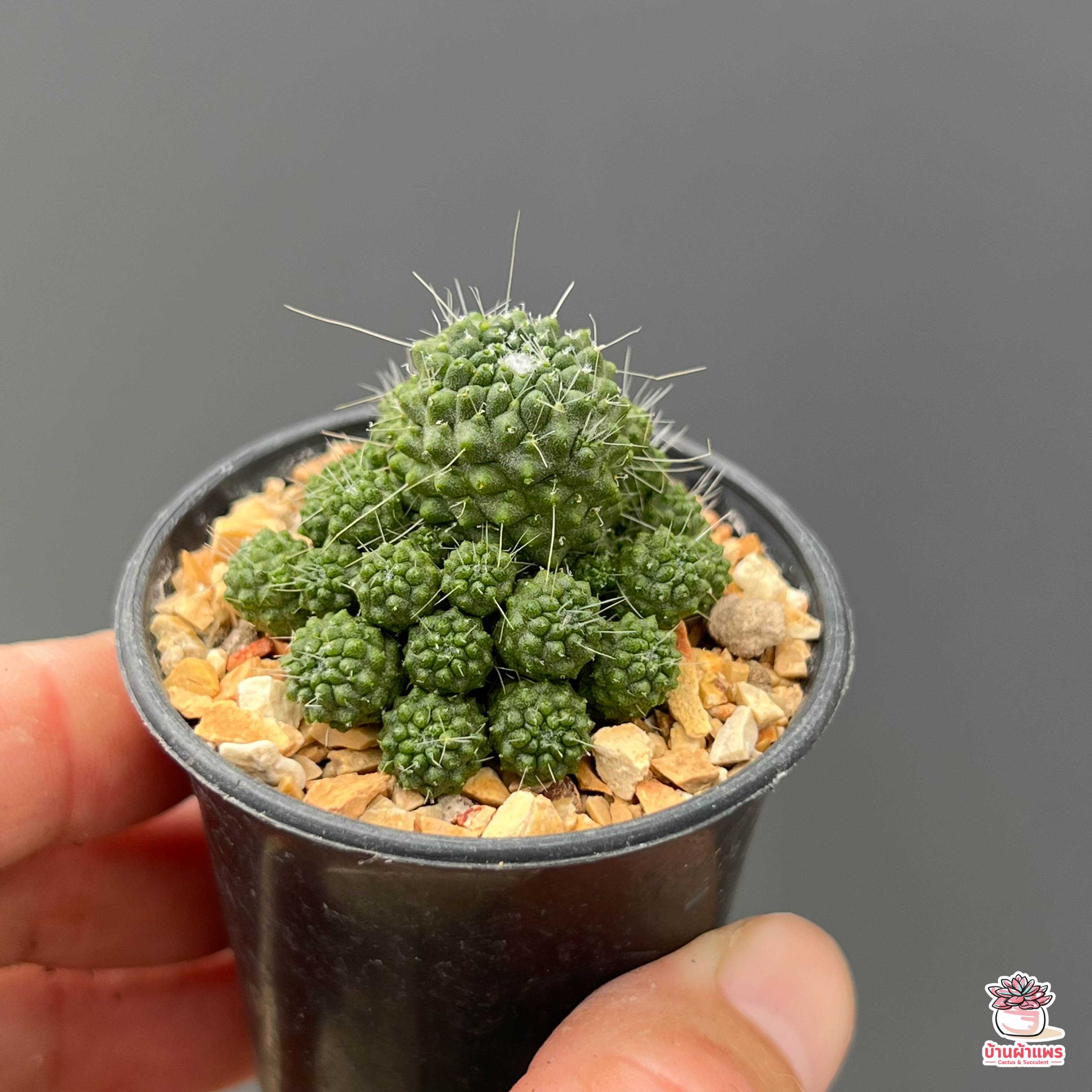 แมมบร็อคโคลี่ Mammillaria Spinosissima Un Pico Montrose แคคตัส กระบองเพชร cactus&succulent