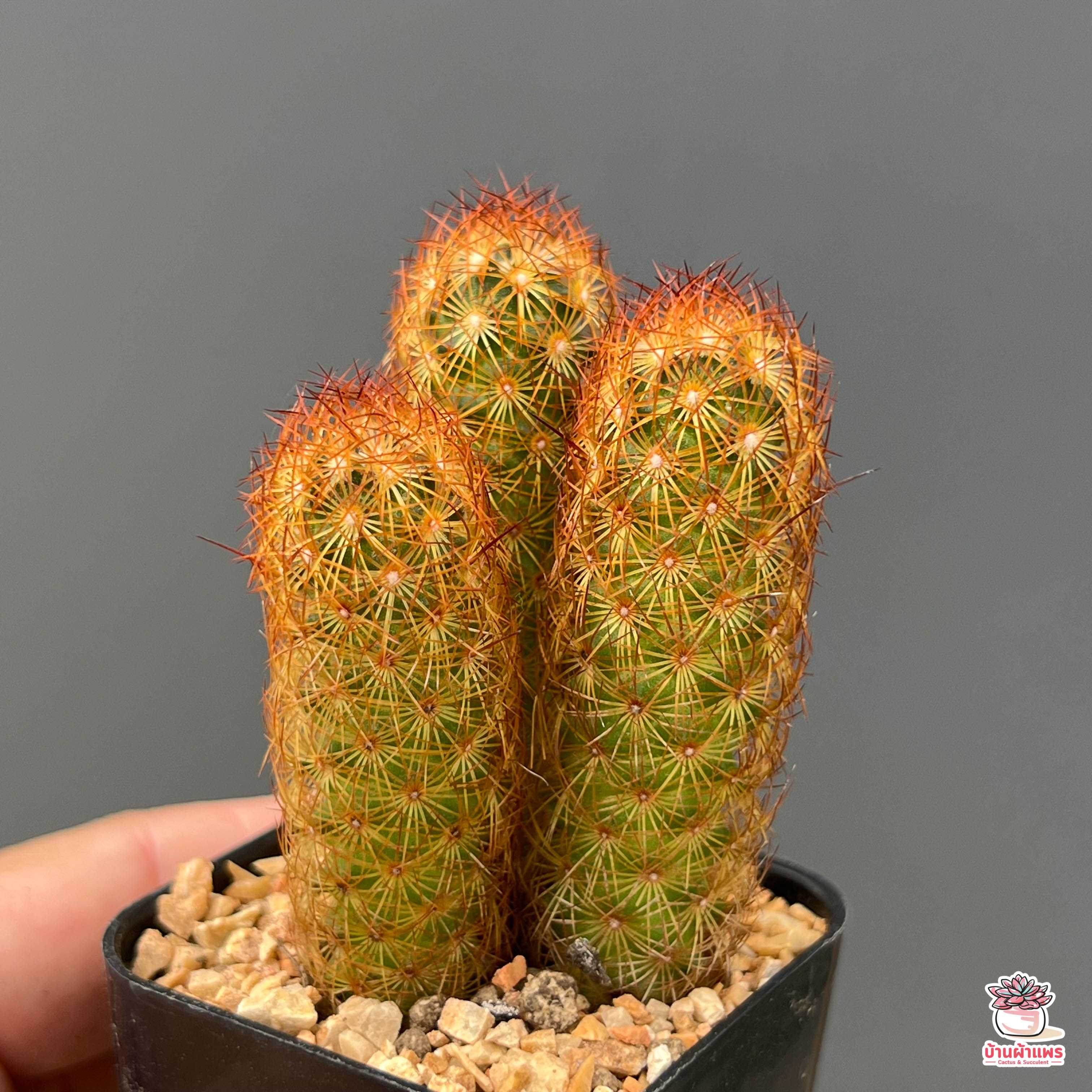 นิ้วนาค #ไซส์เล็ก Mammillaria elongata แคคตัส กระบองเพชร cactus&succulent