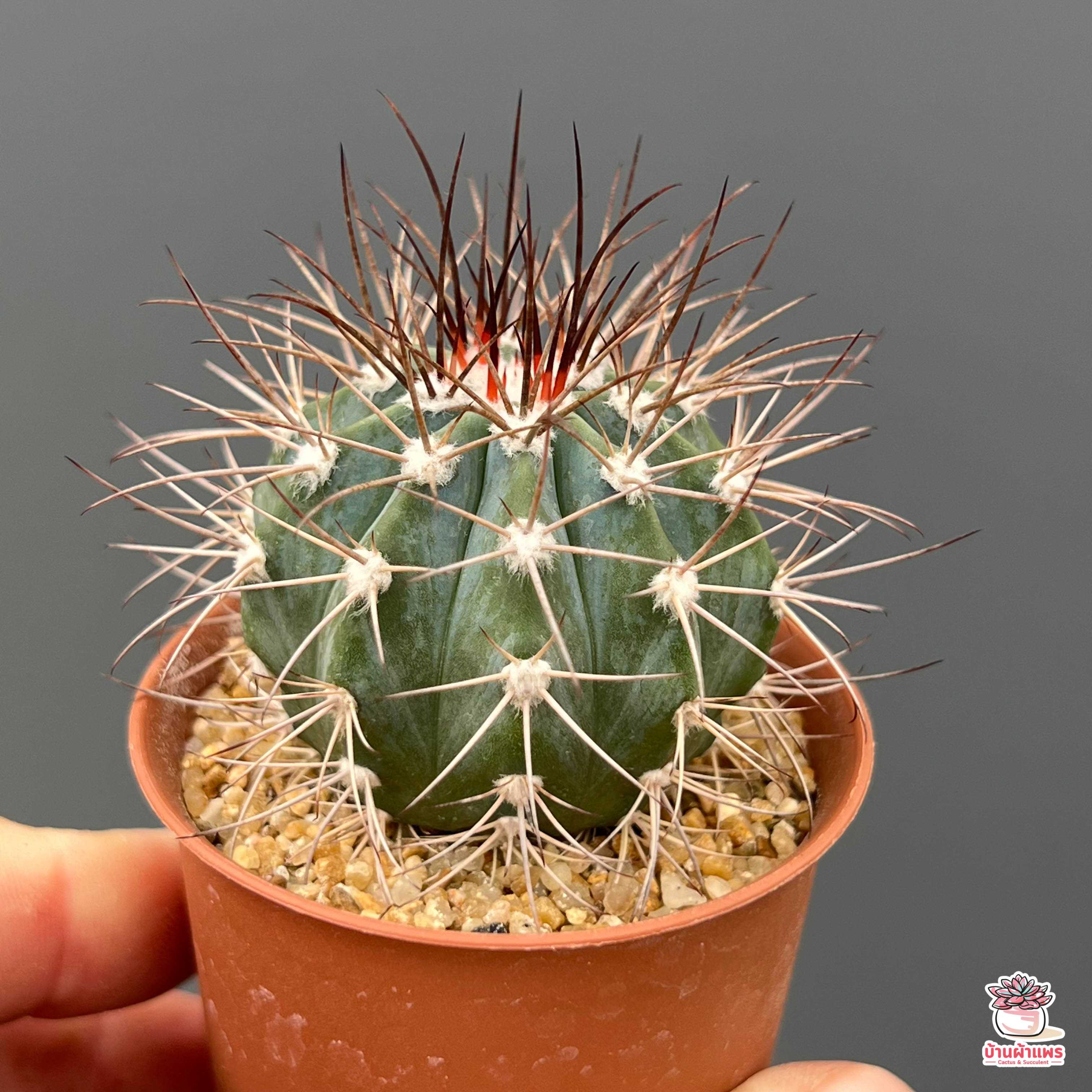 เมโลฟ้า Melocactus azureus แคคตัส กระบองเพชร cactus&succulent