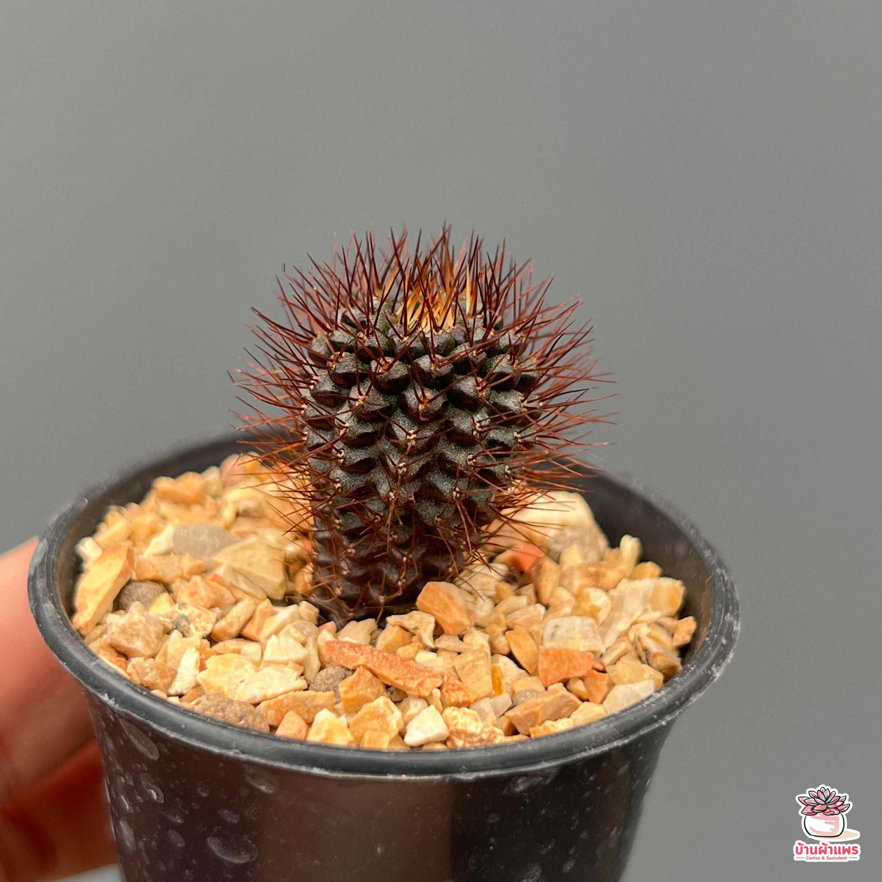 เฟเรียหนามแดง Frailea angelesii ไม้อวบน้ำ กุหลาบหิน cactus&succulent