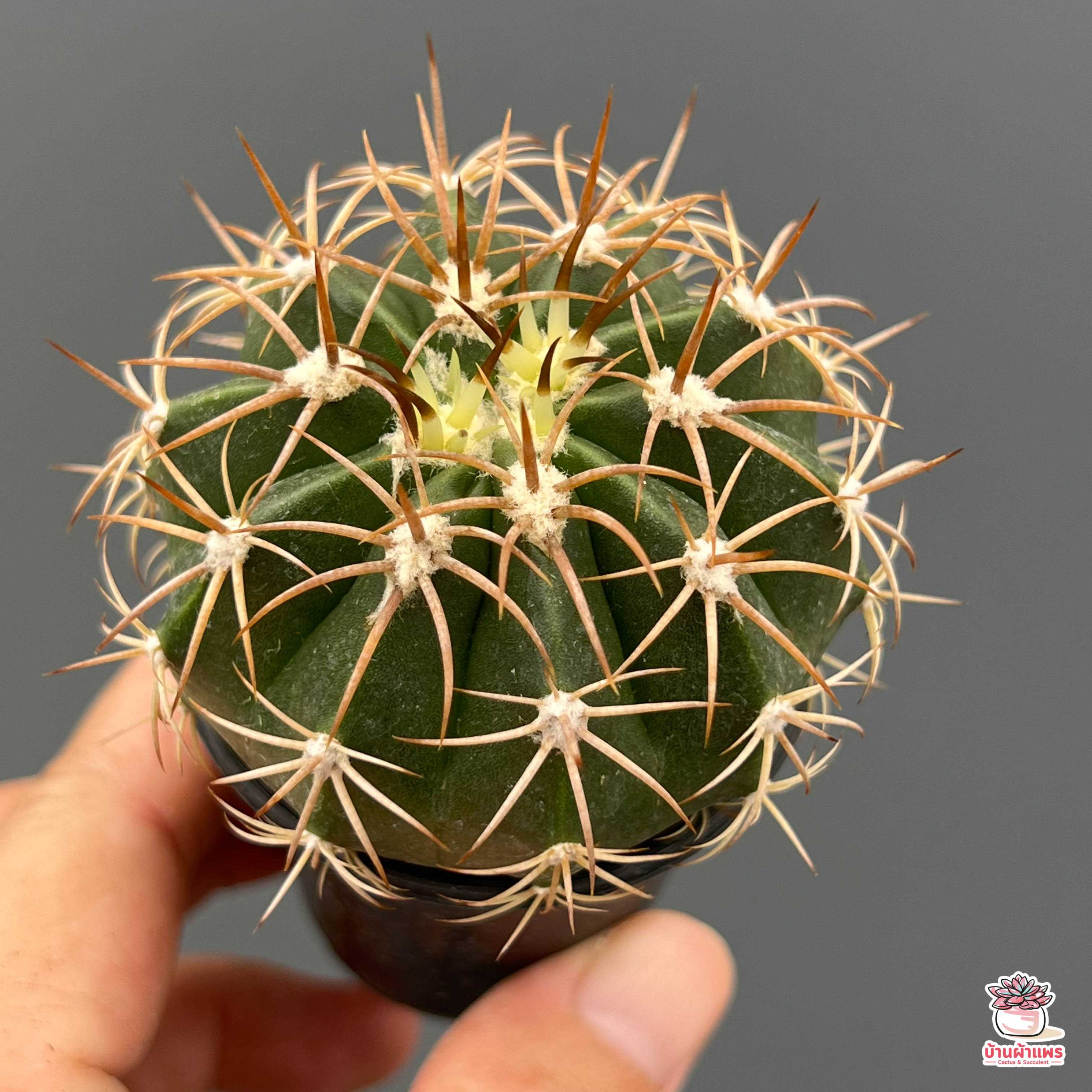 เมโลแคคตัส Melocactus curvispinus แคคตัส กระบองเพชร cactus&succulent