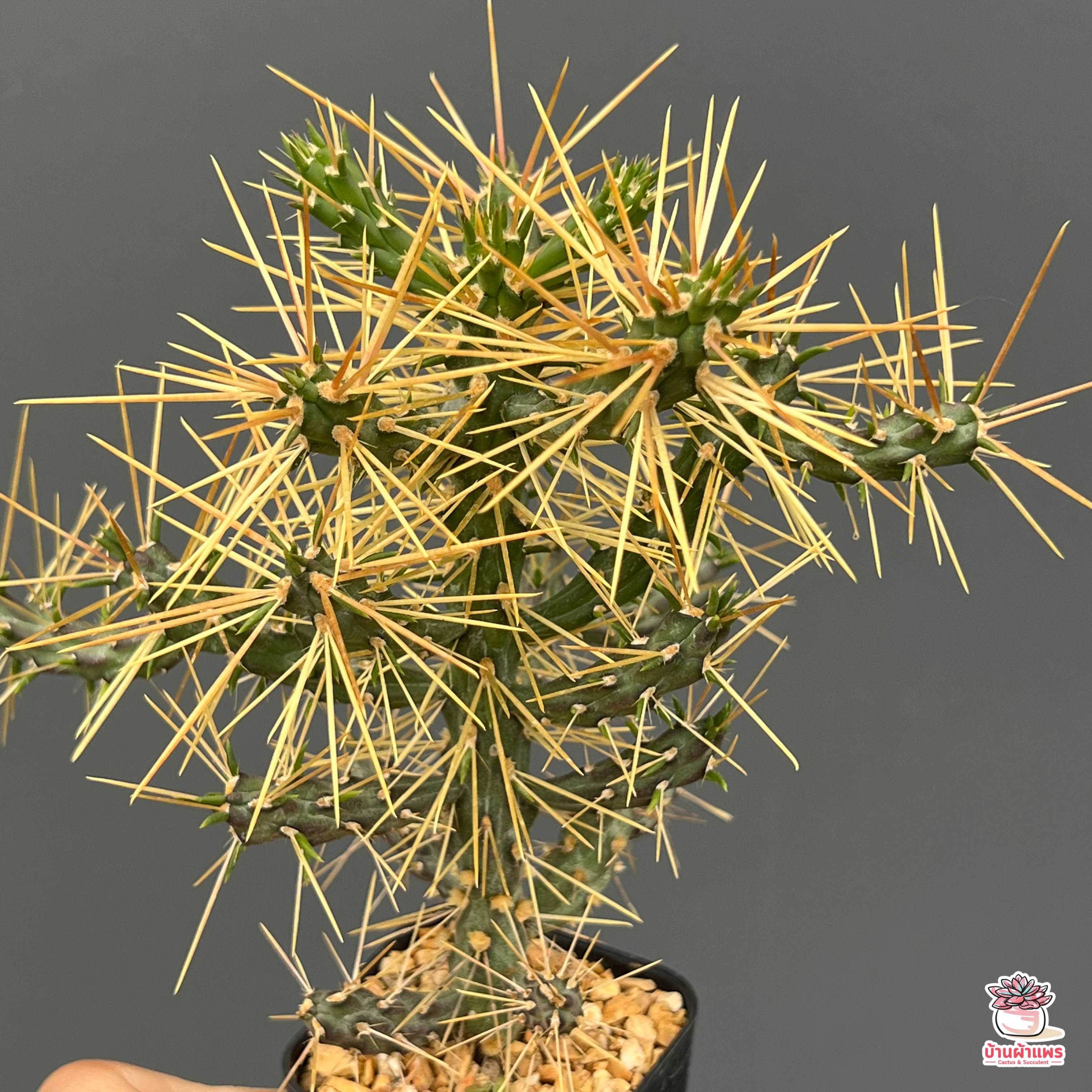 หนามดูด หนามโหด Cylindropuntia hystrix แคคตัส กระบองเพชร cactus&succulent