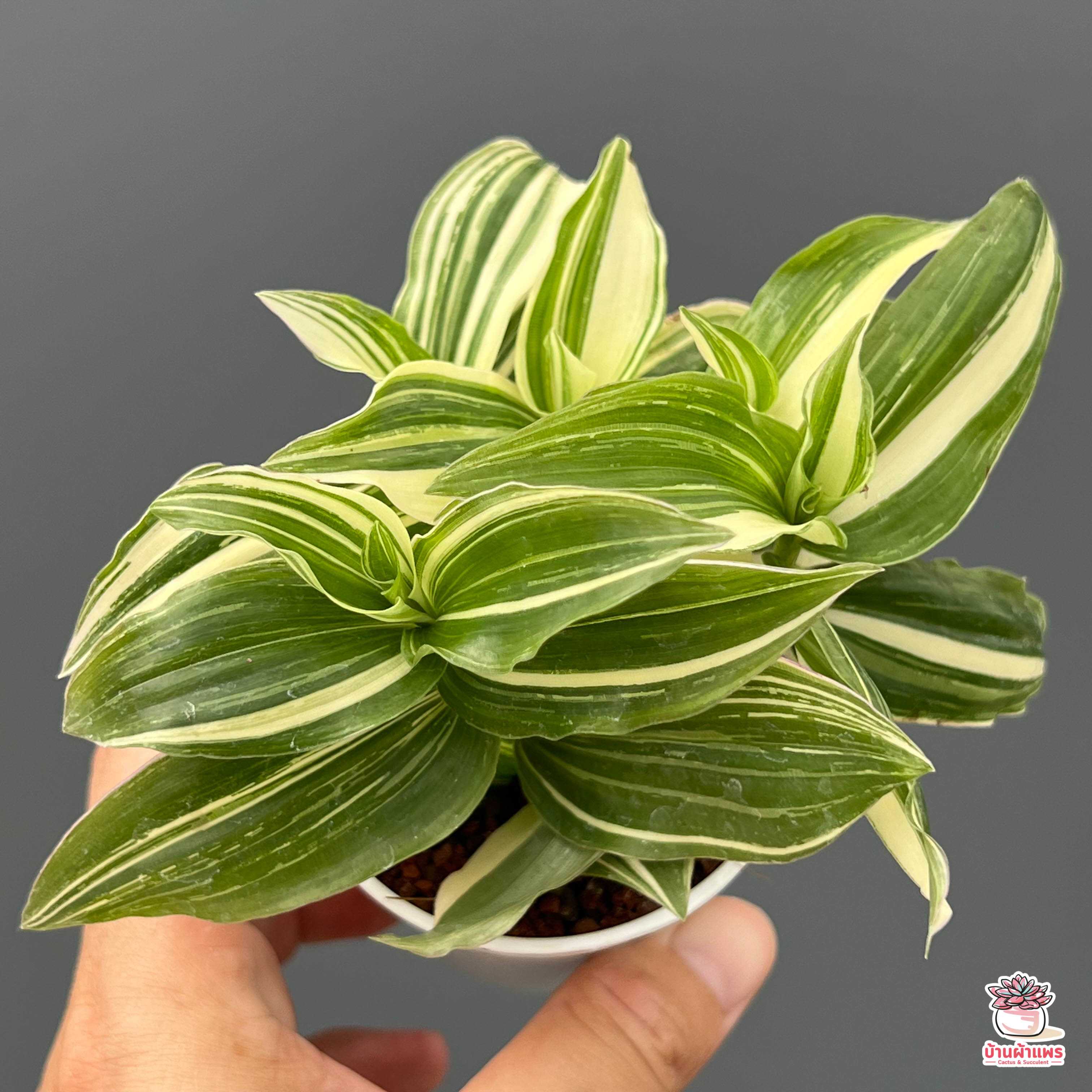 ก้ามปูหลุดด่างขาว Tradescantia fluminensis variegata ไม้อวบน้ำ กุหลาบหิน cactus&succulent