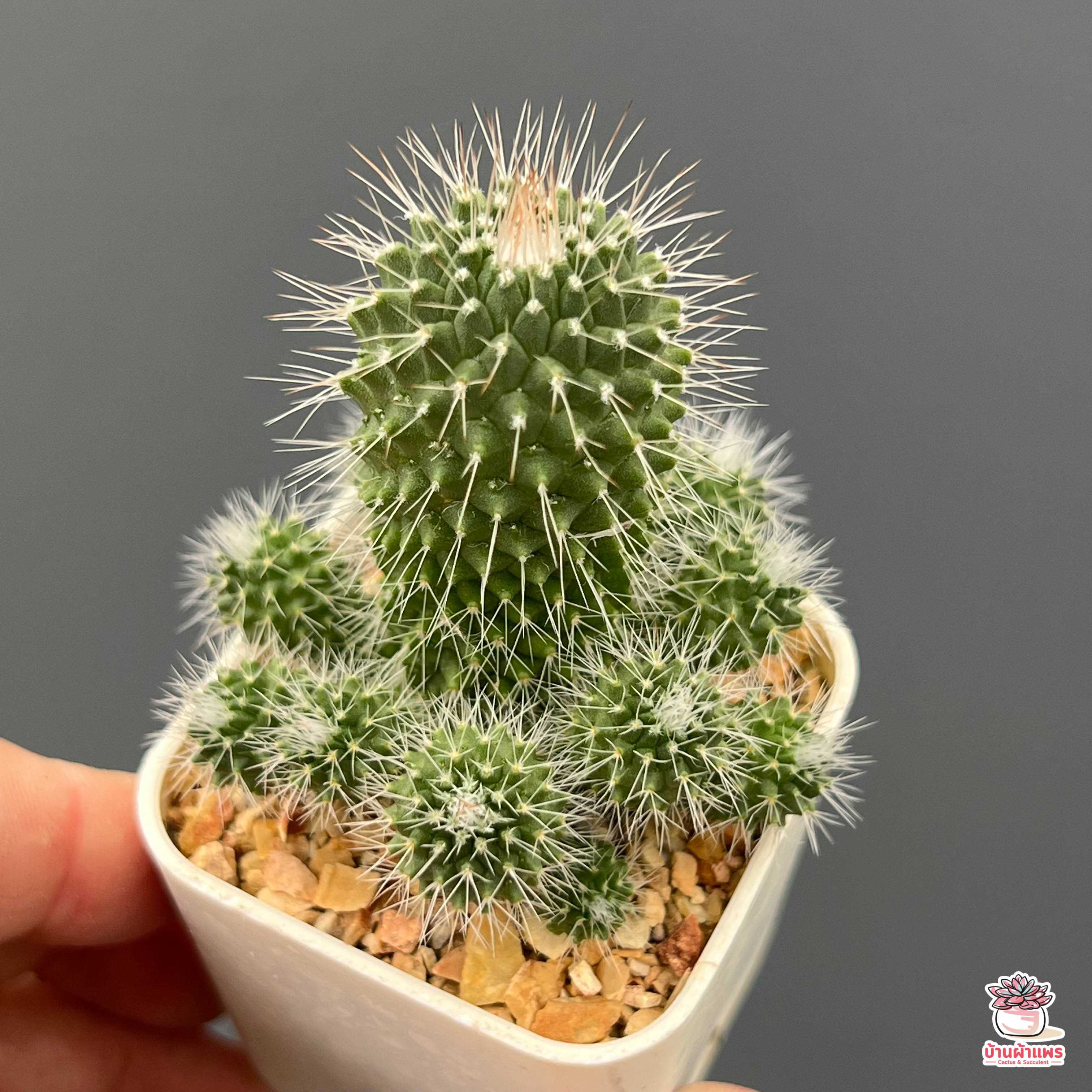 แมมคริสต์มาส Mammillaria Spinosissima แคคตัส กระบองเพชร cactus&succulent