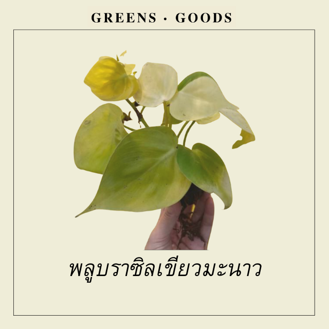 พลูบราซิลเขียวมะนาว PHILODENDRON BRASIL LEMON LIME