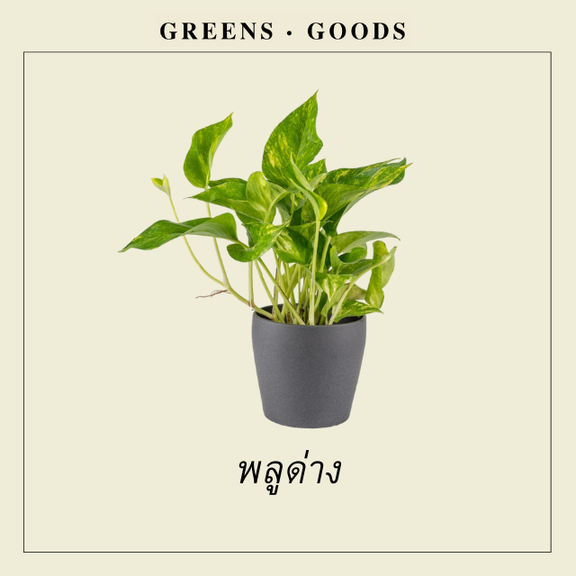พลูด่าง GOLDEN POTHOS