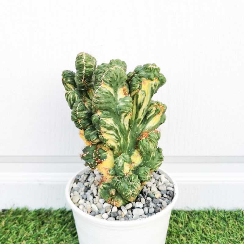 💥ด่าง💥 หยกนำโชคด่าง 💥ต้นใหญ่💥 กำแพงเมืองจีน Euphorbia lactea Christata