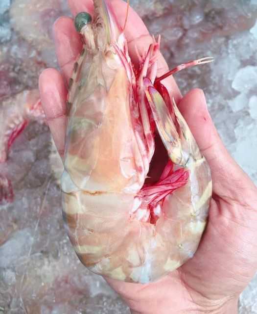 กุ้งลายเสือ (กุ้งลายเสือขนาด 8 - 12 ตัว/กิโลกรัม)
