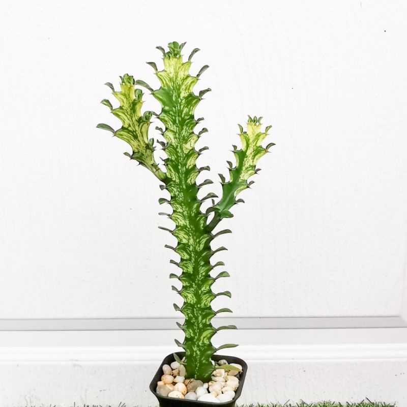 Euphorbia Mayurnathanii Lactea​ Variegataed ยูโฟเบียสลัดไดด่าง 26-32 cm.
