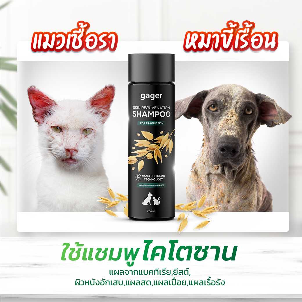 (250ml) แชมพูรักษาขี้เรื้อน เชื้อรา ผิวหนังอักเสบ ยีสต์ รังแค แก้คัน ผื่นแดง นาโนไคโตซาน-คอลลาเจน