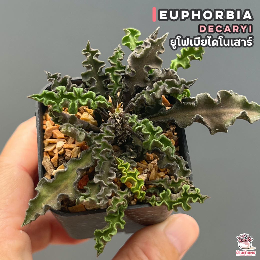 ยูโฟเบียไดโนเสาร์ Euphorbia decaryi แคคตัส กระบองเพชร cactus&succulent