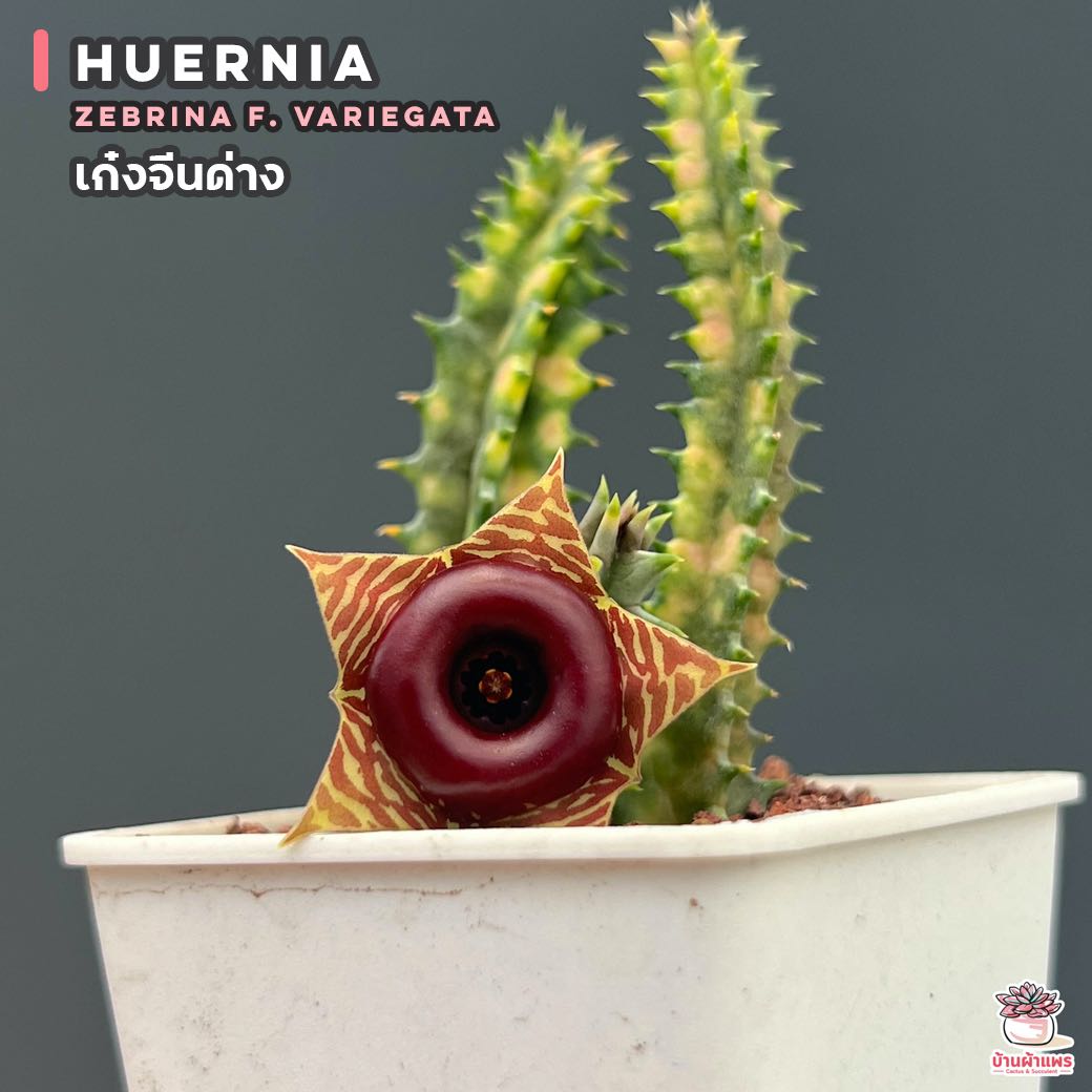 เก๋งจีนด่าง Huernia zebrina f. variegata แคคตัส กระบองเพชร cactus&succulent