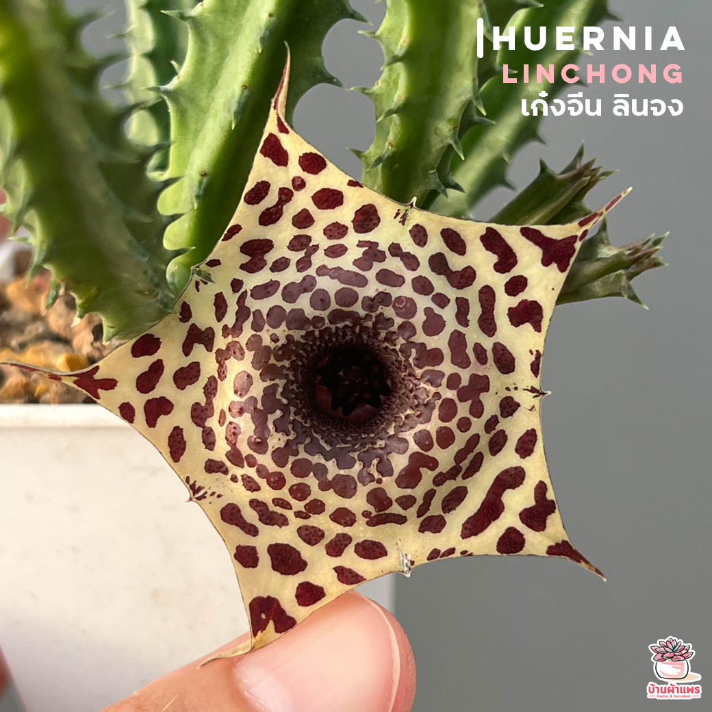เก๋งจีน ลินจง Huernia linchong แคคตัส กระบองเพชร cactus&succulent