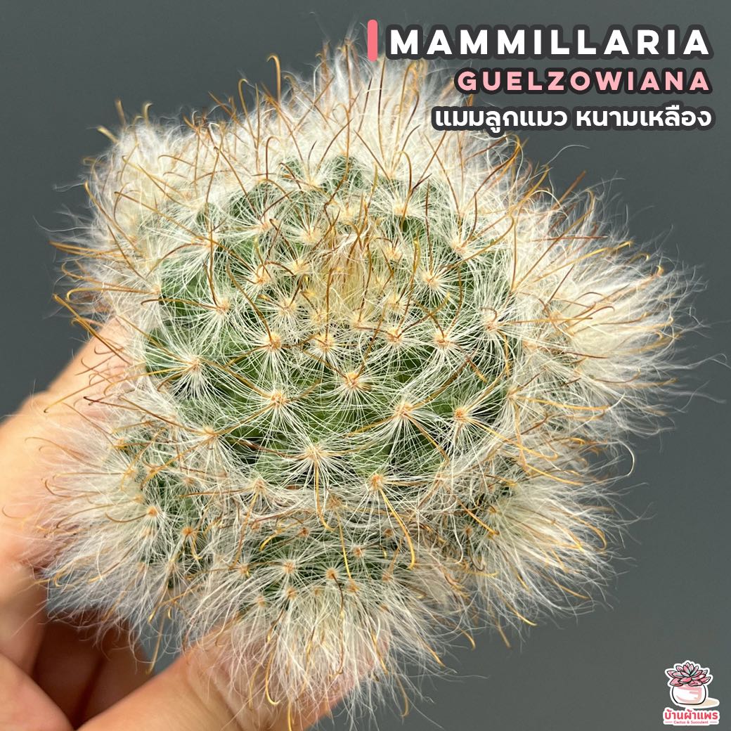 แมมลูกแมว หนามเหลือง Mammillaria Guelzowiana แคคตัส กระบองเพชร cactus&succulent