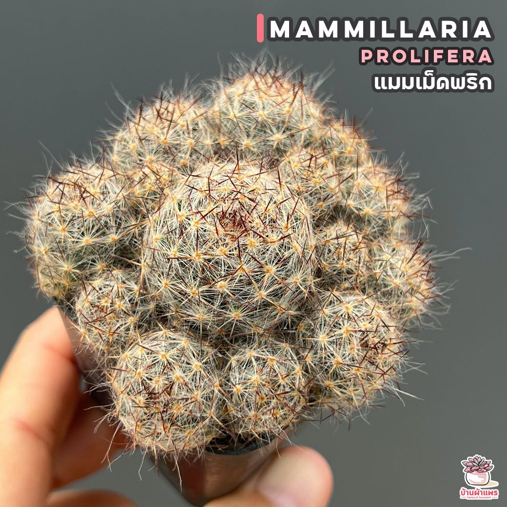 แมมเม็ดพริก Mammillaria prolifera แคคตัส กระบองเพชร cactus&succulent