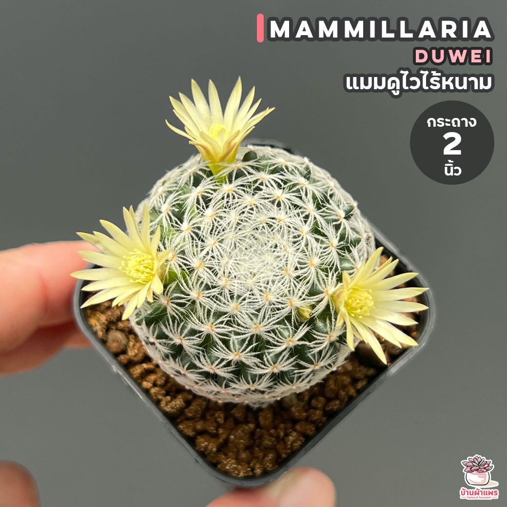 แมมดูไวไร้หนาม #กระถาง 2 นิ้ว Mammillaria duwei แคคตัส กระบองเพชร cactus&succulents